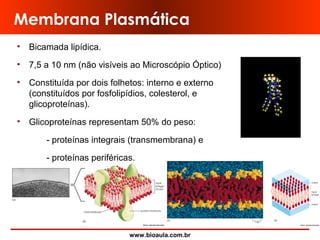 www.bioaula.com.br
Membrana Plasmática
• Bicamada lipídica.
• 7,5 a 10 nm (não visíveis ao Microscópio Óptico)
• Constituída por dois folhetos: interno e externo
(constituídos por fosfolipídios, colesterol, e
glicoproteínas).
• Glicoproteínas representam 50% do peso:
- proteínas integrais (transmembrana) e
- proteínas periféricas.
 