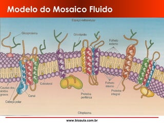 www.bioaula.com.br
Modelo do Mosaico Fluido
 