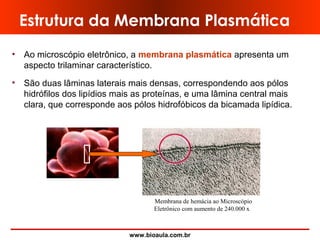 www.bioaula.com.br
• Ao microscópio eletrônico, a membrana plasmática apresenta um
aspecto trilaminar característico.
• São duas lâminas laterais mais densas, correspondendo aos pólos
hidrófilos dos lipídios mais as proteínas, e uma lâmina central mais
clara, que corresponde aos pólos hidrofóbicos da bicamada lipídica.
Estrutura da Membrana Plasmática
Membrana de hemácia ao Microscópio
Eletrônico com aumento de 240.000 x
 