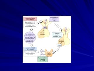 Thyroid gland overview anatomy and physiology | PPT