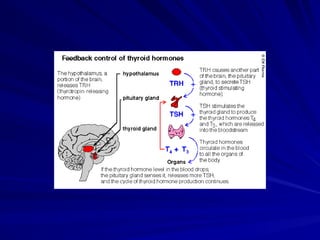 Thyroid gland overview anatomy and physiology | PPT