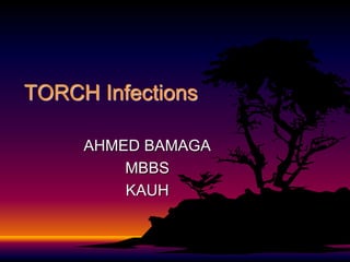 TORCH Infections
AHMED BAMAGA
MBBS
KAUH
 