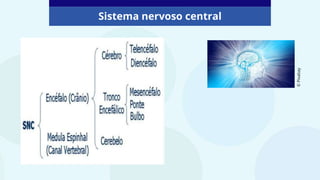 Sistema nervoso central
©
Pixabay
 
