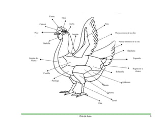 Cresta
Ojos
Cabeza Cuello Alas
Pico Plumas remeras de las alas
Espalda
Plumas timoneras de la cola
Barbilla
Glándulas
Región del
buche
Pogostilo
Región de la
cloaca
Rabadilla
Costilla
Pechuga
Abdomen
Muslo
Pierna
Tarso
Pata
Cría de Aves 9
 