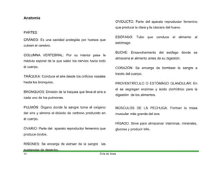 10
Anatomía
PARTES
CRÁNEO: Es una cavidad protegida por huesos que
cubren el cerebro.
COLUMNA VERTEBRAL: Por su interior pasa la
médula espinal de la que salen los nervios hacia todo
el cuerpo.
TRÁQUEA: Conduce el aire desde los orificios nasales
hasta los bronquios.
BRONQUIOS: División de la traquea que lleva el aíre a
cada uno de los pulmones.
PULMÓN: Órgano donde la sangre toma el oxígeno
del aíre y elimina el dióxido de carbono producido en
el cuerpo.
OVARIO: Parte del aparato reproductor femenino que
produce óvulos.
RIÑONES: Se encarga de extraer de la sangre las
sustancias de desecho.
OVIDUCTO: Parte del aparato reproductor femenino
que produce la clara y la cáscara del huevo.
ESÓFAGO: Tubo que conduce el alimento al
estómago.
BUCHE: Ensanchamiento del esófago donde se
almacena el alimento antes de su digestión.
CORAZÓN: Se encarga de bombear la sangre a
través del cuerpo.
PROVENTRÍCULO O ESTÓMAGO GLANDULAR: En
el se segregan enzimas y ácido clorhídrico para la
digestión de los alimentos.
MÚSCULOS DE LA PECHUGA: Forman la masa
muscular más grande del ave.
HÍGADO: Sirve para almacenar vitaminas, minerales,
glucosa y producir bilis.
Cría de Aves
 