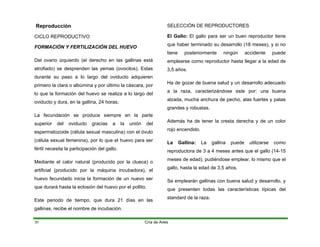 Reproducción
CICLO REPRODUCTIVO
FORMACIÓN Y FERTILIZACIÓN DEL HUEVO
Del ovario izquierdo (el derecho en las gallinas está
atrofiado) se desprenden las yemas (ovocitos). Estas
durante su paso a lo largo del oviducto adquieren
primero la clara o albúmina y por último la cáscara, por
lo que la formación del huevo se realiza a lo largo del
oviducto y dura, en la gallina, 24 horas.
La fecundación se produce siempre en la parte
superior del oviducto gracias a la unión del
espermatozoide (célula sexual masculina) con el óvulo
(célula sexual femenina), por lo que el huevo para ser
fértil necesita la participación del gallo.
Mediante el calor natural (producido por la clueca) o
artificial (producido por la máquina incubadora), el
huevo fecundado inicia la formación de un nuevo ser
que durará hasta la eclosión del huevo por el pollito.
Este periodo de tiempo, que dura 21 días en las
gallinas, recibe el nombre de incubación.
SELECCIÓN DE REPRODUCTORES
El Gallo: El gallo para ser un buen reproductor tiene
que haber terminado su desarrollo (18 meses), y si no
tiene posteriormente ningún accidente puede
emplearse como reproductor hasta llegar a la edad de
3,5 años.
Ha de gozar de buena salud y un desarrollo adecuado
a la raza, caracterizándose este por: una buena
alzada, mucha anchura de pecho, alas fuertes y patas
grandes y robustas.
Además ha de tener la cresta derecha y de un color
rojo encendido.
La Gallina: La gallina puede utilizarse como
reproductora de 3 a 4 meses antes que el gallo (14-15
meses de edad), pudiéndose emplear, lo mismo que el
gallo, hasta la edad de 3,5 años.
Se emplearán gallinas con buena salud y desarrollo, y
que presenten todas las características típicas del
standard de la raza.
Cría de Aves
30
 