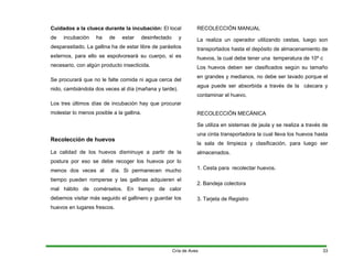 Cuidados a la clueca durante la incubación: El local
de incubación ha de estar desinfectado y
desparasitado. La gallina ha de estar libre de parásitos
externos, para ello se espolvoreará su cuerpo, si es
necesario, con algún producto insecticida.
Se procurará que no le falte comida ni agua cerca del
nido, cambiándola dos veces al día (mañana y tarde).
Los tres últimos días de incubación hay que procurar
molestar lo menos posible a la gallina.
Recolección de huevos
La calidad de los huevos disminuye a partir de la
postura por eso se debe recoger los huevos por lo
menos dos veces al día. Si permanecen mucho
tiempo pueden romperse y las gallinas adquieren el
mal hábito de comérselos. En tiempo de calor
debemos visitar más seguido el gallinero y guardar los
huevos en lugares frescos.
RECOLECCIÓN MANUAL
La realiza un operador utilizando cestas, luego son
transportados hasta el depósito de almacenamiento de
huevos, la cual debe tener una temperatura de 10º c
Los huevos deben ser clasificados según su tamaño
en grandes y medianos, no debe ser lavado porque el
agua puede ser absorbida a través de la cáscara y
contaminar el huevo.
RECOLECCIÓN MECÁNICA
Se utiliza en sistemas de jaula y se realiza a través de
una cinta transportadora la cual lleva los huevos hasta
la sala de limpieza y clasificación, para luego ser
almacenados.
1. Cesta para recolectar huevos.
2. Bandeja colectora
3. Tarjeta de Registro
Cría de Aves 33
 