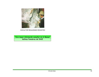 AVICULTOR REALIZANDO REGISTRO
Para mayor información consultar en el Manual
Gallinas Ponedoras del INCE
Cría de Aves 35
 