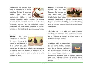 Leghorn: Ha sido una raza clave
para el desarrollo de la nueva
avicultura. Se trata de una raza
italiana ligera, muy fértil,
originalmente rústica y de
plumaje totalmente blanco, ponedora de huevos
blancos. De ella procede la mayoría de las líneas de
ponedoras blancas. En la actualidad existen
variedades con otros colores: morenas o doradas,
barradas en distintos tonos de gris, leonadas y negras.
Ancona: Hay dos
variedades de esta raza,
de cresta simple y de
roseta. Su peso es igual al
de la Leghorn (2kg.). Las
plumas son de color negro brillante, pero algunas de
las plumas tienen una mancha en forma de V. Los
tarsos y dedos son de color amarillo a amarillo
moteado de negro.
Minorca: Es originaria de
España, en las Islas
Baleares. Su plumaje es
claro, dorso largo, cola
dirigida hacia abajo, patas
alargadas, cresta caída. Es una raza rústica y precoz.
Su peso promedio es de 3,2 kg., en el macho adulto y
2 Kg. la hembra adulta. Produce huevos blancos de
buen tamaño.
GALLINAS PRODUCTORAS DE CARNE (Gallinas
pesadas): Las principales razas productoras de carne
son la Orpington y Cornish, de origen ingles y la
Brahman, de origen asiático.
Orpington: Raza de origen Inglés.
Es un animal rústico, alcanzan
entre 4kg la hembra y el macho
5kg. Fueron creadas por medio de
otras cruzas. Las plumas deben ser
anchas poco apretadas sobre el profundo cuerpo de
estas aves, toda la superficie es de rico dorado
leonado.
Cría de Aves
4
 