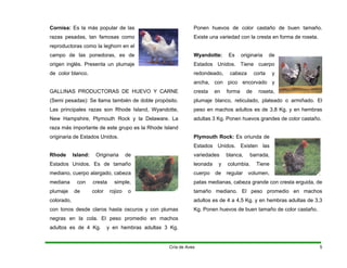 Cornisa: Es la más popular de las
razas pesadas, tan famosas como
reproductoras como la leghorn en el
campo de las ponedoras, es de
origen inglés. Presenta un plumaje
de color blanco.
GALLINAS PRODUCTORAS DE HUEVO Y CARNE
(Semi pesadas): Se llama también de doble propósito.
Las principales razas son Rhode Island, Wyandotte,
New Hampshire, Plymouth Rock y la Delaware. La
raza más importante de este grupo es la Rhode Island
originaria de Estados Unidos.
Rhode Island: Originaria de
Estados Unidos. Es de tamaño
mediano, cuerpo alargado, cabeza
mediana con cresta simple,
plumaje de color rojizo o
colorado,
con tonos desde claros hasta oscuros y con plumas
negras en la cola. El peso promedio en machos
adultos es de 4 Kg. y en hembras adultas 3 Kg.
Ponen huevos de color castaño de buen tamaño.
Existe una variedad con la cresta en forma de roseta.
Wyandotte: Es originaria de
Estados Unidos. Tiene cuerpo
redondeado, cabeza corta y
ancha, con pico encorvado y
cresta en forma de roseta,
plumaje blanco, reticulado, plateado o armiñado. El
peso en machos adultos es de 3,8 Kg. y en hembras
adultas 3 Kg. Ponen huevos grandes de color castaño.
Plymouth Rock: Es oriunda de
Estados Unidos. Existen las
variedades blanca, barrada,
leonada y columbia. Tiene
cuerpo de regular volumen,
patas medianas, cabeza grande con cresta erguida, de
tamaño mediano. El peso promedio en machos
adultos es de 4 a 4,5 Kg. y en hembras adultas de 3,3
Kg. Ponen huevos de buen tamaño de color castaño.
Cría de Aves 5
 