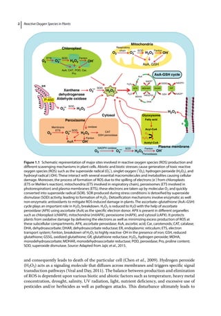 Reactive Oxygen Species In Plants Boon Or Bane Revisiting The Role Of ...