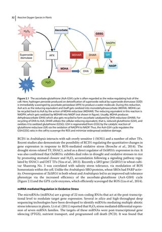 Reactive Oxygen Species In Plants Boon Or Bane Revisiting The Role Of ...
