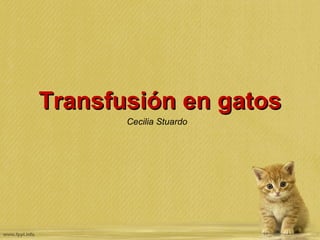 Transfusión en gatos Cecilia Stuardo 