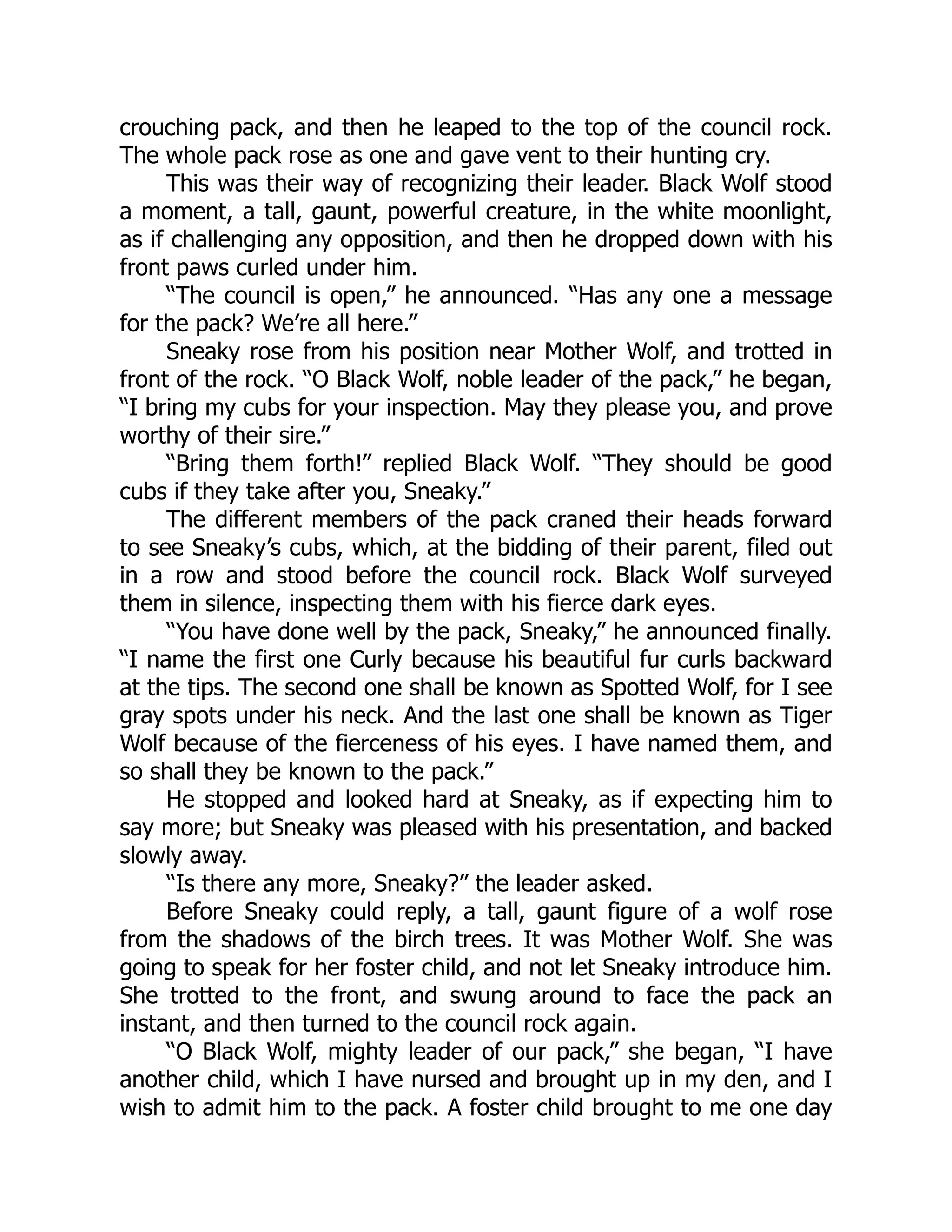 crouching pack, and then he leaped to the top of the council rock.
The whole pack rose as one and gave vent to their hunting cry.
This was their way of recognizing their leader. Black Wolf stood
a moment, a tall, gaunt, powerful creature, in the white moonlight,
as if challenging any opposition, and then he dropped down with his
front paws curled under him.
“The council is open,” he announced. “Has any one a message
for the pack? We’re all here.”
Sneaky rose from his position near Mother Wolf, and trotted in
front of the rock. “O Black Wolf, noble leader of the pack,” he began,
“I bring my cubs for your inspection. May they please you, and prove
worthy of their sire.”
“Bring them forth!” replied Black Wolf. “They should be good
cubs if they take after you, Sneaky.”
The different members of the pack craned their heads forward
to see Sneaky’s cubs, which, at the bidding of their parent, filed out
in a row and stood before the council rock. Black Wolf surveyed
them in silence, inspecting them with his fierce dark eyes.
“You have done well by the pack, Sneaky,” he announced finally.
“I name the first one Curly because his beautiful fur curls backward
at the tips. The second one shall be known as Spotted Wolf, for I see
gray spots under his neck. And the last one shall be known as Tiger
Wolf because of the fierceness of his eyes. I have named them, and
so shall they be known to the pack.”
He stopped and looked hard at Sneaky, as if expecting him to
say more; but Sneaky was pleased with his presentation, and backed
slowly away.
“Is there any more, Sneaky?” the leader asked.
Before Sneaky could reply, a tall, gaunt figure of a wolf rose
from the shadows of the birch trees. It was Mother Wolf. She was
going to speak for her foster child, and not let Sneaky introduce him.
She trotted to the front, and swung around to face the pack an
instant, and then turned to the council rock again.
“O Black Wolf, mighty leader of our pack,” she began, “I have
another child, which I have nursed and brought up in my den, and I
wish to admit him to the pack. A foster child brought to me one day
 