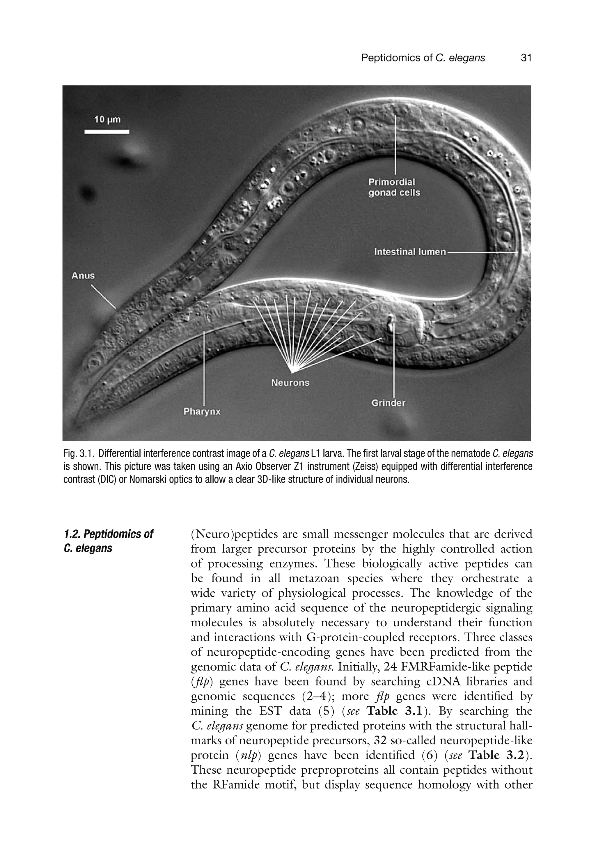 Peptidomics of C. elegans 31
Fig. 3.1. Differential interference contrast image of a C. elegans L1 larva. The first larval stage of the nematode C. elegans
is shown. This picture was taken using an Axio Observer Z1 instrument (Zeiss) equipped with differential interference
contrast (DIC) or Nomarski optics to allow a clear 3D-like structure of individual neurons.
1.2. Peptidomics of
C. elegans
(Neuro)peptides are small messenger molecules that are derived
from larger precursor proteins by the highly controlled action
of processing enzymes. These biologically active peptides can
be found in all metazoan species where they orchestrate a
wide variety of physiological processes. The knowledge of the
primary amino acid sequence of the neuropeptidergic signaling
molecules is absolutely necessary to understand their function
and interactions with G-protein-coupled receptors. Three classes
of neuropeptide-encoding genes have been predicted from the
genomic data of C. elegans. Initially, 24 FMRFamide-like peptide
(flp) genes have been found by searching cDNA libraries and
genomic sequences (2–4); more flp genes were identified by
mining the EST data (5) (see Table 3.1). By searching the
C. elegans genome for predicted proteins with the structural hall-
marks of neuropeptide precursors, 32 so-called neuropeptide-like
protein (nlp) genes have been identified (6) (see Table 3.2).
These neuropeptide preproproteins all contain peptides without
the RFamide motif, but display sequence homology with other
 