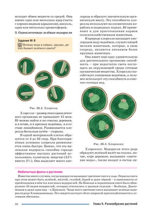 10
исходит обмен веществ со средой. Они
имеют одно или несколько ядер (часто
схорошовиднымядрышком),вакуоль,
один или несколько хроматофоров.
3. Одноклеточные зелёные водоросли
Задание № 8
Почему вода в озёрах, прудах, ре
ках бывает зелёного цвета?
Рис. 36.2. Хлорелла
Хлорелла–размерэтогоодноклеточ
ного организма не превышает 15 мкм.
Её можно найти и на стволах деревьев,
и в почве, и в пресных водоёмах, и в со
ставе лишайников. Размножается хло
релла бесполым путём – спорами.
В одной материнской клетке обра
зуется от 4 до 32 спор. При благопри
ятных условиях хлорелла размножа
ется очень быстро. Важно, что эта ма
ленькая водоросль способна гораздо
эффективнее высших растений ис
пользовать солнечную энергию (12%
вместо 2%). Она выделяет много кис
лорода и образует значительную орга
ническую массу. Эту способность хло
реллы используют на космических ко
раблях и подводных лодках. Её приме
няют и для приготовления кормов
сельскохозяйственным животным.
В природе хлорелла насыщает кис
лородом воду водоёмов, служит пищей
мелким животным, которые, в свою
очередь, являются питанием более
крупных животных.
Она имеет ещё одну удивительную
для растительного организма способ
ность – при недостатке света погло
щать из окружающей среды готовые
органические вещества. Хлорелла спо
собствует очищению водоёмов, а чело
век использует эту способность в очис
тке сточных вод.
Рис. 36.3. Хлорококк
Хлорококк. Водоросли этого рода
образуют зелёный налёт на скалах, по
чве, коре деревьев, вызывают «цвете
ние воды», также входят в состав ли
Любопытные факты о растениях
Известно много случаев, когда водоросли вызывают цветение снега и льда. Окраска снега
при этом может быть зелёной, жёлтой, голубой, бурой и даже чёрной – в зависимости от
преобладания в нём тех или иных водорослей. На Кавказе в окрашенном снеге было обна
ружено 45 видов водорослей, которые относились к разным отделам – Зелёным, Диато
мовым и даже один вид – к Красным. Чаще всего цветение снега вызывают зелёные водо
росли рода Хламидомонада. Это свидетельствует об их широкой приспособленности к ус
ловиям обитания.
Глава 9. Разнообразие растений
 