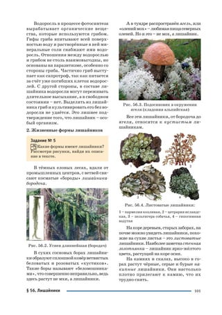 101
Водоросль в процессе фотосинтеза
вырабатывает органические веще
ства, которые используются грибом.
Гифы гриба впитывают всей поверх
ностью воду и растворённые в ней ми
неральные соли снабжают ими водо
росль. Отношения между водорослью
и грибом не столь взаимовыгодны, но
основаны на паразитизме, особенно со
стороны гриба. Частично гриб высту
пает как сапротроф, так как питается
за счёт уже погибших клеток водорос
лей. С другой стороны, в составе ли
шайника водоросли могут переживать
длительное высыхание, а в свободном
состоянии – нет. Выделить из лишай
ника гриб и культивировать его без во
доросли не удаётся. Это лишнее под
тверждение того, что лишайник – осо
бый организм.
2. Жизненные формы лишайников
Задание № 5
Какие формы имеют лишайники?
Рассмотри рисунки, найди их описа
ние в тексте.
В тёмных еловых лесах, вдали от
промышленных центров, с ветвей сви
сают косматые «бороды» лишайника
бородоча.
Рис. 56.2. Уснея длиннейшая (бородач)
В сухих сосновых борах лишайни
киобразуютсплошнойковёрветвистых
беловатых и розоватых «кустиков».
Такие боры называют «беломошника
ми»,чтосовершеннонеправильно,ведь
здесь растут не мхи, а лишайники.
А в тундре распространён ягель, или
«олениймох»–любимаяпищасеверных
оленей. Но и это – не мох, а лишайник.
Рис. 56.3. Подосиновик в окружении
ягеля (кладония альпийская)
Все эти лишайники, от бородоча до
ягеля, относятся к кустистым ли
шайникам.
Рис. 56.4. Листоватые лишайники:
1 – пармелия козлиная, 2 – цетрария исландс
кая, 3 – пельтигера собачья, 4 – гипогимния
вздутая
Накоредеревьев,старыхзаборах,на
почвеможноувидетьлишайники,похо
жие на сухие листья – это листоватые
лишайники.Наиболеезаметнастенная
золотнянка – лишайник ярко жёлтого
цвета, растущий на коре осин.
На камнях и скалах, высоко в го
рах растут чёрные, серые и бурые на
кипные лишайники. Они настолько
плотно прилегают к камню, что их
трудно снять.
§ 56. Лишайники
 