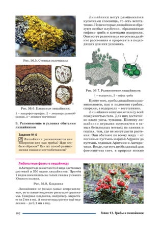 102
Рис. 56.5. Стенная золотнянка
Рис. 56.6. Накипные лишайники:
1 – макрофотография, 2 – леканора разнооб
разная, 3 – лецидея скученная
3. Размножение и условия обитания
лишайников
Задание № 6
Лишайники размножаются как
водоросли или как грибы? Или осо
бым образом? Как их способ размно
жения связан с местообитанием?
Лишайники могут размножаться
кусочками слоевища, то есть вегета
тивно. Но некоторые лишайники обра
зуют особые клубочки, образованные
гифами гриба и клетками водоросли.
Они могут разноситься ветром на далё
кие расстояния и прорастать в подхо
дящих для них условиях.
Рис. 56.7. Размножение лишайников:
1 – водоросль, 2 – гифы гриба
Кроме того, грибы лишайника раз
множаются, как и положено грибам,
спорами, а водоросли – вегетативно.
Лишайники впитывают влагу всей
поверхностью тела. Для них достаточ
но влаги росы, туманов. Поэтому ли
шайники первыми поселяются в са
мых бесплодных местах: на камнях и
скалах, там, где не могут расти расте
ния. Они обитают по всему миру – от
песчаных пустынь жаркой Африки до
пустынь ледяных Арктики и Антарк
тики. Везде, где есть необходимый для
фотосинтеза свет, в природе можно
Любопытные факты о лишайниках
В Антарктиде живёт всего 2 вида цветковых
растений и 350 видов лишайников. Причём
7 видов поселились на голых скалах у самого
Южного полюса.
Рис. 56.8. Кладония
Лишайники не только самые неприхотли
вые, но и самые медленно растущие организ
мы. Северная кладония, например, выраста
ет на 2 мм в год. А многие виды растут ещё мед
леннее – до 0,1 мм в год.
Глава 13. Грибы и лишайники
 