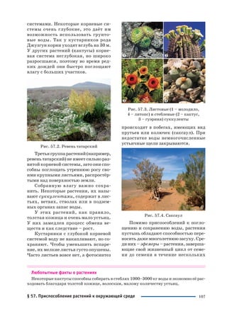 107
системами. Некоторые корневые си
стемы очень глубокие, это даёт им
возможность использовать грунто
вые воды. Так у кустарников рода
Джузгун корни уходят вглубь на 30 м.
У других растений (кактусы) корне
вая система неглубокая, но широко
разросшаяся, поэтому во время ред
ких дождей они быстро поглощают
влагу с больших участков.
Рис. 57.2. Ревень татарский
Третья группа растений(например,
ревень татарский) не имеет сильно раз
витой корневой системы, зато они спо
собны поглощать утреннюю росу сво
ими крупными листьями, распростёр
тыми над поверхностью земли.
Собранную влагу важно сохра
нить. Некоторые растения, их назы
вают суккулентами, содержат в лис
тьях, ветвях, стволах или в подзем
ных органах запас воды.
У этих растений, как правило,
толстая кожица и очень мало устьиц.
У них замедлен процесс обмена ве
ществ и как следствие – рост.
Кустарники с глубокой корневой
системой воду не накапливают, но со
храняют. Чтобы уменьшить испаре
ние, их мелкие листья густо опушены.
Часто листьев вовсе нет, а фотосинтез
происходит в побегах, имеющих вид
прутьев или колючек (саксаул). При
недостатке воды немногочисленные
устьичные щели закрываются.
Рис. 57.4. Саксаул
Помимо приспособлений к погло
щению и сохранению воды, растения
пустынь обладают способностью пере
носить даже многолетнюю засуху. Сре
ди них – эфемеры – растения, заверша
ющие свой жизненный цикл от семе
ни до семени в течение нескольких
Любопытные факты о растениях
Некоторые кактусы способны собирать в стеблях 1000–3000 кг воды и экономно её рас
ходовать благодаря толстой кожице, волоскам, малому количеству устьиц.
Рис. 57.3. Листовые (1 – молодило,
4 – литопс) и стеблевые (2 – кактус,
3 – гуэрния) суккуленты
§ 57. Приспособление растений к окружающей среде
 