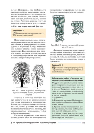 109
почве. Интересно, что особенности
строения побегов напоминают расте
ния жаркого климата, только защища
ют они не от жары, а от холода. Это тол
стая кожица, восковой налёт, пробка
на стебле. Растения должны успеть за
короткое лето отцвести и дать семена.
4. Свет как экологический фактор
Задание № 8
Как различаются растения, расту
щие в тени и на солнце?
Количество света, которое получа
ет растение, сказывается и на его внеш
нем облике, и на внутреннем строении.
Деревья, выросшие в лесу, имеют бо
лее высокие стволы, менее раскидис
тую крону. Если они росли под поло
гом других деревьев, то они угнетены
и гораздо хуже развиты, чем их ровес
ники на открытом пространстве.
Рис. 57.7. Липа, выросшая на открытом
пространстве (1), и липа, выросшая в
лесу (2)
Теневые и световые растения мо
гут различаться и по расположению
листовых пластинок в пространстве.
В тени листья располагаются горизон
тально, чтобы уловить как можно
больше солнечных лучей. На свету, где
света достаточно – вертикально, чтобы
избежать перегрева.
Растения, выросшие в тени, имеют
более крупные листья и более длинные
междоузлия, чем растения того же или
близкого вида, выросшие на солнце.
Рис. 57.8. Строение светового (1) и тене
вого (2) листа
Листьянеодинаковыповнутренне
му строению: в световых листьях стол
бчатая ткань развита лучше, чем в те
невых. В стеблях световых растений
более мощная механическая ткань и
древесина.
Задание № 9
Выполни лабораторную работу
«Сравнение листьев растений разных
мест обитания».
Лабораторная работа «Сравнение лис
тьев растений разных мест обитания»
Оборудование: гербарные или живые
растения родственных видов (или од
ного вида), произрастающие на лугу
и в лесу. Например, чина лесная и
чина луговая, звездчатка злаковая и
звездчатка дубравная, чистец лесной
и чистец прямой.
Ход работы:
1. Рассмотри растения. Найди расте
ния одного или близкого видов. Поло
жи их рядом.
2. Сравни размер листа одного и дру
гого растения. Запиши наблюдение
или зарисуй рядом два листа.
3. Сравни длину междоузлий двух
растений. Запиши наблюдения или
зарисуй рядом два побега.
§ 57. Приспособление растений к окружающей среде
 