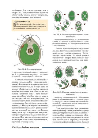 11
шайников. Клетки их крупнее, чем у
хлореллы, покрытые более прочной
оболочкой. Споры имеют жгутики,
которые называют зооспорами.
Задания №№ 9–10
Посмотрите слайд фильм в элект
ронном учебнике. Изучите строение и
размножение хламидомонады.
Рис. 36.4. Хламидомонада:
1 – светочувствительный глазок, 2 – цитоплаз
ма, 3 – пульсирующие вакуоли, 4 – жгутики,
5 – ядро, 6 – хроматофор, 7 – оболочка
Хламидомонада(отлат.chlamydis–
плащ и греч. мonados – единица, неде
лимое). В отличиеотхлорококкаихло
реллы обитает только в воде, зато её
можно обнаружить в любом пресном
водоёме, начиная с луж. Она также вы
зывает «цветение воды». Если зачерп
нуть из любого водоёма такую воду и
рассмотреть её под микроскопом, то
можно увидеть всех персонажей наше
го параграфа. Как же отличить хлами
домонаду? По двум жгутикам и свето
чувствительному глазку, расположен
ных на передней части клетки. Там же
находятся пульсирующие вакуоли,
которые служат для выделения избыт
ка воды. Под микроскопом видно как
эта водоросль активно передвигается,
причём в сторону света.
Рис. 36.5. Бесполое размножение хлами
домонады:
1–взрослаяхламидомонада,2–делениенадве
клетки, 3 – деление на четыре клетки, 4 – об
разование зооспор, 5 – выход молодых особей
хламидомонады
Летом, при благоприятных услови
ях, она быстро размножается с помо
щью двужгутиковых зооспор – беспо
лым размножением. Из одной клетки
образуется 4 споры. При разрыве обо
лочки материнской клетки они вып
лывают в воду.
Рис. 36.6. Половое размножение хлами
домонады:
1 – взрослая хламидомонада, 2 – образование
гамет, 3 – сближение гамет, 4 – слияние гамет,
5 – зигота, 6 – зигота, покрытая плотной обо
лочкой, 7 – прорастание зиготы и выход моло
дых особей хламидомонады
При похолодании, при пересыха
нииводоёмовухламидомонадыобразу
ютсядвужгутиковыеполовыеклетки–
гаметы. Они сливаются попарно, обра
зуя зиготу. Зигота покрывается плот
ной оболочкой и пережидает небла
гоприятные (зимние) условия. Весной
§ 36. Отдел Зелёные водоросли
 