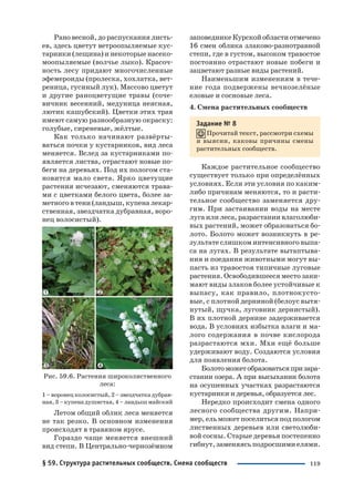 119
Рано весной, до распускания листь
ев, здесь цветут ветроопыляемые кус
тарники (лещина) и некоторые насеко
моопыляемые (волчье лыко). Красоч
ность лесу придают многочисленные
эфемероиды (пролеска, хохлатка, вет
реница, гусиный лук). Массово цветут
и другие раноцветущие травы (соче
вичник весенний, медуница неясная,
лютик кашубский). Цветки этих трав
имеют самую разнообразную окраску:
голубые, сиреневые, жёлтые.
Как только начинают развёрты
ваться почки у кустарников, вид леса
меняется. Вслед за кустарниками по
является листва, отрастают новые по
беги на деревьях. Под их пологом ста
новится мало света. Ярко цветущие
растения исчезают, сменяются трава
ми с цветками белого цвета, более за
метного в тени (ландыш, купена лекар
ственная, звездчатка дубравная, воро
нец волосистый).
Рис. 59.6. Растения широколиственного
леса:
1 – воронец колосистый, 2 – звездчатка дубрав
ная,3–купенадушистая,4–ландышмайский
Летом общий облик леса меняется
не так резко. В основном изменения
происходят в травяном ярусе.
Гораздо чаще меняется внешний
вид степи. В Центрально чернозёмном
заповедникеКурскойобластиотмечено
16 смен облика злаково разнотравной
степи, где в густом, высоком травостое
постоянно отрастают новые побеги и
зацветают разные виды растений.
Наименьшим изменениям в тече
ние года подвержены вечнозелёные
еловые и сосновые леса.
4. Смена растительных сообществ
Задание № 8
Прочитай текст, рассмотри схемы
и выясни, каковы причины смены
растительных сообществ.
Каждое растительное сообщество
существует только при определённых
условиях. Если эти условия по каким
либо причинам меняются, то и расти
тельное сообщество заменяется дру
гим. При застаивании воды на месте
луга или леса, разрастании влаголюби
вых растений, может образоваться бо
лото. Болото может возникнуть в ре
зультате слишком интенсивного выпа
са на лугах. В результате вытаптыва
ния и поедания животными могут вы
пасть из травостоя типичные луговые
растения. Освободившееся место зани
мают виды злаков более устойчивые к
выпасу, как правило, плотнокусто
вые, с плотной дерниной (белоус вытя
нутый, щучка, луговник дернистый).
В их плотной дернине задерживается
вода. В условиях избытка влаги и ма
лого содержания в почве кислорода
разрастаются мхи. Мхи ещё больше
удерживают воду. Создаются условия
для появления болота.
Болотоможетобразоватьсяпризара
стании озера. А при высыхании болота
на осушенных участках разрастаются
кустарники и деревья, образуется лес.
Нередко происходит смена одного
лесного сообщества другим. Напри
мер,ельможетпоселитьсяподпологом
лиственных деревьев или светолюби
вой сосны. Старые деревья постепенно
гибнут, заменяясь подросшими елями.
§ 59. Структура растительных сообществ. Смена сообществ
 