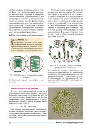 12
зигота два раза делится, и образуют
ся 4 клетки – молодые особи выходят
из материнской оболочки и начинают
самостоятельное существование – это
половое размножение. Хламидомонада
живёт не только за счёт фотосинтеза,
она способна, как и другие одноклеточ
ные водоросли, поглощать готовые
органические вещества всей поверхно
стьюклетки.Поэтомуеётакжеисполь
зуют в очистных сооружениях.
4. Многоклеточные зелёные водоросли
Задания №№ 11–12
Посмотрите слайд фильмы в элек
тронном учебнике. Изучите строение
и размножение многоклеточных зелё
ныхводорослей.Рассмотритерисунки
многоклеточных зелёных водорослей.
Рис. 36.8. Улотрикс (слева) и спирогира
(справа):
1 – оболочка, 2 – ядро, 3 – хроматофор, 4 – ци
топлазма
Эти водоросли можно увидеть не
только под микроскопом. Их скопле
ния легко заметить в пресных (реже –
солёных) водоёмах. Как и одноклеточ
ные водоросли они поглощают из
воды растворённые минеральные
соли и углекислый газ и используют
их для образования органических ве
ществ в процессе фотосинтеза. Все
клетки дышат растворённым в воде
кислородом. В каждой клетке есть
ядро, хроматофор разной формы,
крупная вакуоль.
Рис. 36.9. Бесполое (А) и половое (Б)
размножение улотрикса:
1 – улотрикс; 2 – зооспоры в клетке нити; 3 – че
тырёхжгутиковая зооспора; 4 – зооспора без
жгутиков; 5, 12 – прорастание нити; 6, 13 – но
вая нить улотрикса; 7 – гаметы в клетке нити;
8 – сближение двухжгутиковых гамет; 9 – сли
яние гамет; 10 – зигота; 11 – выход новых кле
ток из зиготы
Любопытные факты о растениях
К отделу зелёных водорослей относятся и
некоторые колониальные формы – вольвокс,
эудорина, пандорина. Отдельные их клетки
построены по типу хламидомонады, но при
размножении клетки не расходятся, а сраста
ются своими оболочками или остаются соеди
нёнными общей слизью.
Рис. 36.7. Вольвокс
Они широко распространены в стоячих во
доёмах, где также вызывают цветение воды.
Наиболее высокоорганизован вольвокс. В его
колонии уже наблюдается некоторая специа
лизация клеток.
Глава 9. Разнообразие растений
 