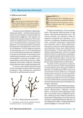 125
§ 61. Практическая биология
1. Обрезка растений
Задание № 1
С какой целью производят обрез
ку растений? Какие культуры подвер
гают обрезке? Какие побеги называют
побегами 1 го, 2 го, 3 го порядка?
Главная задача обрезки и формиро
вания растения – оптимальная продук
тивность растений или повышение де
коративного эффекта. Что значит оп
тимальная продуктивность? Это полу
чение не наибольшего количества пло
дов, а плодов крупных, красивых, выз
ревших, то есть качественного урожая.
Оказывается, без обрезки в этих случа
ях не обойтись. Успех обрезки зависит
от мастерства того, кто её производит
и его знаний биологических особенно
стей роста растений. У некоторых рас
тений верхушечная почка остаётся ве
гетативной и поэтому способна к нео
пределённо длительному росту и обра
зованию всё новых побегов. Боковые
ветвизначительнослабеематеринской.
У других растений верхушечная
почка становится цветочной или вовсе
отмирает. Она заменяется наиболее
близкой к ней боковой почкой.
Рис. 61.1. Формирование растения:
1 – ветвление в результате прищипки верху
шечной почки; 2 – вильчатый рост
Задания №№ 2–3
Рассмотририс.61.1.Определи,кка
кому типу ветвления относятся побеги.
Рассмотри веточки яблони, липы,
сирени. Сравни с рис. 61.1, определи
тип ветвления.
Учёные установили, что по сравне
нию с боковыми верхушечная почка
имеет преимущественный рост. Не
только потому, что именно к ней на
правлен основной ток питания, но и
потому, что образует химическое веще
ство, которое подавляет (тормозит)
рост боковых почек. Если верхушеч
ную почку удалить, ниже расположен
ные боковые почки или побеги будут
расти быстрее. У таких растений, как
сирень обыкновенная, почки которой
располагаются супротивно, доминиро
вание поровну разделено между почка
ми самой верхней пары: они растут
примерно с одинаковой скоростью, об
разуя характерный вильчатый рост.
Удаляя путём прищипки верхуш
ку, мы удаляем источник торможения
и стимулируем рост боковых побегов.
Почему это необходимо? Не только для
увеличения числа побегов и площади
воздушного питания, но часто потому,
что цветки, а затем и плоды образуют
ся именно на побегах 2 го и 3 го поряд
ка. Это свойственно самым разным ра
стениям (комнатное растение фуксия,
огурец, яблоня).
Положениеодоминированииверху
шечнойпочкиявляетсяосновойвсейоб
резки. Приступая к обрезке, важно
знать, до какой почки (садоводы гово
рят: «на какую почку») обрезать расте
ние,чтобыполучитьпобегвнужномна
правлении. Например, если срез сделан
на почку, ориентированную наружу, из
неё образуется побег, направленный из
кроны (цифры 1 и 2 на рис. 61.2).
§ 61. Практическая биология
 