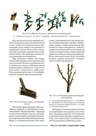 126
Срезнужноделатьнадздоровойпоч
койстакимнаклономинатакойвысоте
от неё, чтобы он не препятствовал нор
мальному росту побега и не приводил к
отмиранию почки. Если хотят остано
витьрострастения,удаляютчастьпобе
говиливеток.Такпроводятпасынкова
ние помидоров или георгинов.
При удалении слабых или отмер
шихветвейдеревьевикустарниковсрез
следует делать ближе к здоровой ветке,
не оставляя сучков и чтобы рана имела
наименьшую поверхность, через кото
рую может проникнуть инфекция.
Раны диаметром больше 1,5 см обраба
тывают садовым варом или краской.
Рис. 61.3. Удаление слабых и отмерших
ветвей
Различают формирующую обрезку –
обрезку деревьев и кустарников в ран
немвозрасте.Перваяобрезка–операция
весьмаответственная,таккакзаклады
ваетсяскелеткроны,которыйсохранит
сянапротяжениивсейжизнирастения.
Ветви 1 го порядка должны стать мощ
ными,способныминестигрузболеемел
ких ветвей и будущего урожая. Необхо
димо следить, чтобы центральный про
водник не имел конкурентов, чтобы бу
дущиескелетныеветвинеотходилипод
острымугломотствола,чтобыгодичные
приросты не были слишком длинными.
Если скелетные ветви будут излишне
длинны, дерево получится «голенас
тым» и слишком высоким.
Рис. 61.4. Основные правила формирую
щей обрезки:
1 – центральный проводник; 2 – конкурент;
3 – хороший угол отхождения для основных
веток, но слишком длинная ветка; 4 – острый
угол (возможен разлом)
Интересно,чтоветкиможнонетоль
ко укорачивать или удалять, но и отги
бать.Садоводыотметили,чточемближе
положение ветки яблони к горизонталь
ному, тем слабее её рост и тем больше на
ней закладывается цветочных почек.
Рис. 61.2. Обрезка на почку, прищипка и пасынкование:
А – обрезка на почку (1 – весной, 2 – зимой); Б – прищипка яблони; В – пасынкование
Глава 14. Растение и окружающая среда
 