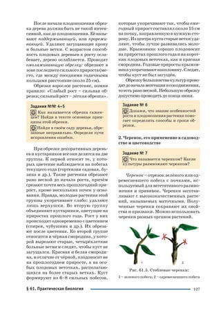 127
После начала плодоношения обрез
ка дерева должна быть не такой интен
сивной,какдоплодоношения.Еёназы
вают поддерживающей, или прорежи
вающей. Удаляют загущающие крону
и больные ветки. С возрастом способ
ность плодовых деревьев к росту осла
бевает, дерево ослабляется. Проводят
омолаживающую обрезку: обрезают в
зонепоследнегосильногоприроста(ме
сто, где между соседними годичными
кольцами расстояние около 25 см).
Обрезая взрослое растение, помни
правило: «Слабый рост – сильная об
резка; сильный рост – лёгкая обрезка».
Задания №№ 4–5
Как называется обрезка сажен
цев? Найди в тексте основные прин
ципы этой обрезки.
Найди в своём саду деревья, обре
занные неправильно. Определи пути
исправления ошибки.
При обрезке декоративных деревь
евикустарниковвсеониделятсянадве
группы. К первой относят те, у кото
рых цветение наблюдается на побегах
текущего года (гортензия садовая, бу
зина и др.). Такие растения обрезают
рано весной до начала роста, причём
срезают почти весь прошлогодний при
рост, кроме нескольких почек у осно
вания. Правда, молодые растения этой
группы укорачивают слабо: удаляют
лишь верхушки. Во вторую группу
объединяют кустарники, цветущие на
приростах прошлого года. Рост у них
происходит одновременно с цветением
(спирея, чубушник и др.). Их обреза
ют после цветения. Ко второй группе
относится и чёрная смородина, у кото
рой вырезают старые, четырёхлетние
больные ветви и следят, чтобы куст не
загущался. Красная и белая смороди
на, в отличие от чёрной, плодоносит не
на прошлогоднем приросте, а на осо
бых плодовых веточках, располагаю
щихся на более старых ветках. Куст
формируют из 6–8 сильных побегов,
которые укорачивают так, чтобы еже
годный прирост составлял около 15 см
на почку, направленную в нужную сто
рону. Изцентракустастарыеветкиуда
ляют, чтобы лучше развивались моло
дые. Крыжовник хорошо плодоносит
наприростахпрошлогогодаинакорот
ких плодовых веточках, как и красная
смородина.Годовыеприростыкрыжов
никаукорачиваютнаполовину.Следят,
чтобы куст не был загущён.
Обрезкубольшинствакультурпрово
дятдоначалавегетацииисокодвижения,
то есть рано весной. Небольшую обрезку
допустимо проводить до конца июня.
Задание № 6
Докажи, что знание особенностей
роста и плодоношения растения помо
гает определить способы и сроки об
резки.
2. Черенок, его применение в садовод
стве и цветоводстве
Задание № 7
Что называется черенком? Какие
культуры размножают черенком?
Черенок – отрезок зелёного или од
ревесневшего побега с почками, ис
пользуемый для вегетативного размно
жения и прививок. Черенки заготав
ливают с высококачественных расте
ний, называемых маточными. Полу
ченные черенки сохраняют их свой
ства и признаки. Можно использовать
черенки разных органов растений.
Рис. 61.5. Стеблевые черенки:
1 – зеленого побега; 2 – одревесневшего побега
§ 61. Практическая биология
 