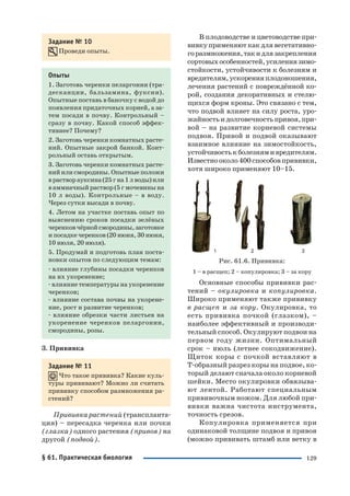 129
Задание № 10
Проведи опыты.
Опыты
1. Заготовь черенки пеларгонии (тра
десканции, бальзамина, фуксии).
Опытные поставь в баночку с водой до
появления придаточных корней, а за
тем посади в почву. Контрольный –
сразу в почву. Какой способ эффек
тивнее? Почему?
2. Заготовь черенки комнатных расте
ний. Опытные закрой банкой. Конт
рольный оставь открытым.
3. Заготовь черенки комнатных расте
нийилисмородины.Опытныеположи
врастворауксина(25гна1лводы)или
ваммиачныйраствор(5гмочевины на
10 л воды). Контрольные – в воду.
Через сутки высади в почву.
4. Летом на участке поставь опыт по
выяснению сроков посадки зелёных
черенковчёрнойсмородины,заготовке
и посадке черенков (20 июня, 30 июня,
10 июля, 20 июля).
5. Продумай и подготовь план поста
новки опытов по следующим темам:
влияние глубины посадки черенков
на их укоренение;
влияние температуры на укоренение
черенков;
влияние состава почвы на укорене
ние, рост и развитие черенков;
влияние обрезки части листьев на
укоренение черенков пеларгонии,
смородины, розы.
3. Прививка
Задание № 11
Что такое прививка? Какие куль
туры прививают? Можно ли считать
прививку способом размножения ра
стений?
Прививка растений (транспланта
ция) – пересадка черенка или почки
(глазка) одного растения (привоя) на
другой (подвой).
В плодоводстве и цветоводстве при
вивку применяют как для вегетативно
горазмножения,такидлязакрепления
сортовыхособенностей,усилениязимо
стойкости, устойчивости к болезням и
вредителям,ускоренияплодоношения,
лечения растений с повреждённой ко
рой, создания декоративных и стелю
щихся форм кроны. Это связано с тем,
что подвой влияет на силу роста, уро
жайностьидолговечностьпривоя,при
вой – на развитие корневой системы
подвоя. Привой и подвой оказывают
взаимное влияние на зимостойкость,
устойчивостькболезнямивредителям.
Известнооколо400способовпрививки,
хотя широко применяют 10–15.
Рис. 61.6. Прививка:
1 – в расщеп; 2 – копулировка; 3 – за кору
Основные способы прививки рас
тений – окулировка и копулировка.
Широко применяют также прививку
в расщеп и за кору. Окулировка, то
есть прививка почкой (глазком), –
наиболее эффективный и производи
тельный способ. Окулируют подвои на
первом году жизни. Оптимальный
срок – июль (летнее сокодвижение).
Щиток коры с почкой вставляют в
Т образный разрез коры на подвое, ко
торый делают сначала около корневой
шейки. Место окулировки обвязыва
ют лентой. Работают специальным
прививочным ножом. Для любой при
вивки важна чистота инструмента,
точность срезов.
Копулировка применяется при
одинаковой толщине подвоя и привоя
(можно прививать штамб или ветку в
§ 61. Практическая биология
 