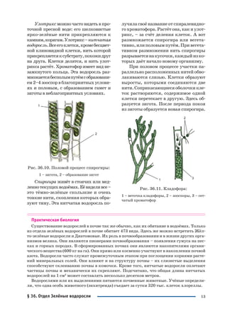 13
Улотриксможночастовидетьвпро
точной пресной воде: его шелковистые
ярко зелёные нити прикрепляются к
камням,корягам.Улотрикс–нитчатая
водоросль.Всеегоклетки,кромебесцвет
ной клиновидной клетки, нить которой
прикрепляетсяксубстрату,похожидруг
на друга. Клетки делятся, и нить улот
рикса растёт. Хроматофор имеет вид не
замкнутого кольца. Эта водоросль раз
множаетсябесполымпутёмсобразовани
ем2–4зооспорвблагоприятныхуслови
ях и половым, с образованием гамет и
зиготы в неблагоприятных условиях.
Рис. 36.10. Половой процесс спирогиры:
1 – зигота, 2 – образование зигот
Спирогира живёт в стоячих или мед
леннотекущихводоёмах.Еёвиделивсе–
это тёмно зелёные скользкие и очень
тонкие нити, скопления которых обра
зуют тину. Эта нитчатая водоросль по
лучила своё название от спиралевидно
гохроматофора.Растётона,какиулот
рикс, – за счёт деления клеток. А вот
размножается спирогира или вегета
тивно, или половым путём. При вегета
тивном размножении нить спирогиры
разрываетсянакусочки,каждыйизко
торых даёт начало новому организму.
При половом процессе участки па
раллельно расположенных нитей обво
лакиваются слизью. Клетки образуют
выросты, которыми соединяются две
нити.Соприкасающиесяоболочкикле
ток растворяются, содержимое одной
клетки перетекает в другую. Здесь об
разуется зигота. После периода покоя
из зиготы образуется новая спирогира.
Рис. 36.11. Кладофора:
1 – веточка кладофоры, 2 – зооспоры, 3 – сет
чатый хроматофор
Практическая биология
Существование водорослей в почве так же обычно, как их обитание в водоёмах. Только
из отдела зелёных водорослей в почве обитает 473 вида. Здесь же можно встретить Жёл
то зелёные водоросли и Диатомовые. Их роль в почвообразовании и в жизни других орга
низмов велика. Они являются пионерами почвообразования – появления гумуса на пес
ках и горных породах. В сформированных почвах они являются накопителями органи
ческого вещества (600 кг на га). Они прямо или косвенно участвуют в накоплении почвой
азота. Водоросли часто служат промежуточным этапом при поглощении корнями расте
ний минеральных солей. Они влияют и на структуру почвы – их слизистые выделения
способствуют склеиванию почвы в комочки. Кроме того, нитчатые водоросли оплетают
частицы почвы и механически их скрепляют. Подсчитано, что общая длина нитчатых
водорослей на 1 см2
может составлять несколько десятков метров.
Водорослями или их выделениями питаются почвенные животные. Учёные определи
ли, что одна особь животного (энхитреида) съедает за сутки 320 тыс. клеток хлореллы.
§ 36. Отдел Зелёные водоросли
 