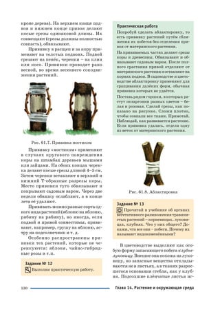 130
кроне дерева). На верхнем конце под
воя и нижнем конце привоя делают
косые срезы одинаковой длины. Их
совмещают (срезы должны полностью
совпасть), обвязывают.
Прививку в расщеп и за кору при
меняют на толстых подвоях. Подвой
срезают на пенёк, черенки – на клин
или косо. Прививки проводят рано
весной, во время весеннего сокодви
жения растений.
Рис. 61.7. Прививка мостиком
Прививку «мостиком» применяют
в случаях кругового повреждения
коры на штамбах деревьев мышами
или зайцами. На обоих концах черен
ка делают косые срезы длиной 4–5 см.
Затем черенки вставляют в верхний и
нижний Т образные разрезы коры.
Место прививки туго обвязывают и
покрывают садовым варом. Через две
недели обвязку ослабляют, а в конце
лета её удаляют.
Прививать можно разные сорта од
ного вида растений(яблонюнаяблоню,
рябину на рябину), но иногда, если
подвой и привой совместимы, приви
вают, например, грушу на яблоню, ас
тру на подсолнечник и т. д.
Особенно распространены при
вивки тех растений, которые не че
ренкуются: яблоня, чайно гибрид
ные розы и т.п.
Задание № 12
Выполни практическую работу.
Практическая работа
Попробуй сделать аблактировку, то
есть прививку растений путём сбли
жения их побегов без отделения при
воя от материнского растения.
На прививаемых частях делают срезы
коры и древесины. Обвязывают и об
мазывают садовым варом. После пол
ного срастания привой отделяют от
материнскогорастенияиоставляютна
корнях подвоя. В садоводстве и цвето
водстве аблактировку применяют для
сращивания далёких форм, обычная
прививка которых не удаётся.
Поставь рядом горшки, в которых ра
стут пеларгонии разных цветов – бе
лая и розовая. Сделай срезы, как по
казано на рисунке. Сложи плотно,
чтобы совпали все ткани. Примотай.
Наблюдай, как развивается растение.
Если прививка удалась, отдели одну
из веток от материнского растения.
Рис. 61.8. Аблактировка
Задание № 13
Прочитай в учебнике об органах
вегетативного размножения травяни
стых растений – корневищах, лукови
цах, клубнях. Что у них общего? До
кажи, что все они – побеги. Почему их
называют видоизменёнными?
В цветоводстве выделяют как осо
бую форму запасающего побегаклубне
луковицу. Внешне она похожа на луко
вицу, но запасные вещества отклады
ваются не в листьях, а в тканях разрос
шегося основания стебля, как у клуб
ня. Подсохшие плёнчатые листья иг
Глава 14. Растение и окружающая среда
 