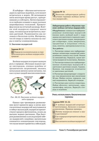 14
Кладофора – обычная нитчатая во
доросль пресных водоёмов, хотя может
встречаться в морях. Её ветвящиеся
нити некоторое время растут, прикре
пившись к субстрату. Затем отрывают
ся и свободно плавают в виде плотных
шарообразных скоплений. Хромато
фор похож на сетчатый цилиндр. Клет
ки этой водоросли содержат много
ядер, что никогда не встречается у выс
ших растений. Размножается она по
ловым и бесполым путём. Интересно,
что её споры и гаметы похожи на спо
ры и гаметы хламидомонады.
5. Значение водорослей
Задание № 13
Определи положительную и отри
цательную роль зелёных водорослей в
природе.
Зелёные водоросли играют важную
роль в природе, обогащая водную сре
ду кислородом, очищая водоёмы от
органических загрязнений, являясь
начальным звеном в цепи питания, так
как служат пищей многим животным.
Рис. 36.12. Значение зелёных водорос
лей в природе
Однако при чрезмерном размноже
нии могут принести вред: в нитях мно
гоклеточных водорослей запутываются
игибнутмалькирыб,водорослипрепят
ствуют процессуфотосинтеза,селясьна
высших водных растениях. При быст
ром размножении и последующей гибе
ли водорослей в водоёмах значительно
снижается концентрация кислорода,
чтотакжеможетпривестикгибелирыб.
Задание № 14
Выполни лабораторную работу
«Изучение строения зелёных нитча
тых водорослей».
Лабораторная работа «Изучение стро
ения зелёных нитчатых водорослей»
Оборудование: живые или гербаризи
рованные экземпляры водорослей
(можно взять зелёный налёт с коры
дерева или цветочного горшка) и цвет
кового растения элодеи, микропрепа
рат «спирогира», лупы, микроскопы,
предметные и покровные стёкла,
вода, пипетка, препаровальные иглы.
Ход работы:
1. Рассмотри живые или гербаризиро
ванные экземпляры водорослей невоо
ружённым глазом и под лупой. Опиши
их внешний вид. Определи, какие нит
чатыеводорослитыизучаешь.Запиши.
2. Рассмотри живые или гербаризиро
ванные экземпляры водорослей и
цветкового растения элодеи. Сравни.
Запиши, чем водоросли отличаются
от цветковых растений.
3.Рассмотримикропрепарат«спироги
ра» под микроскопом при увеличении
56 раз. Найди клетки, определи, как
они соединяются. Зарисуй в тетради.
4. Рассмотри одну клетку спирогиры.
Найди оболочку, цитоплазму, ядро,
хроматофор, вакуоль. Зарисуй в тет
радь и подпиши.
Учись использовать биологические
термины
Задания №№ 15–24
У зелёных водорослей встречает
ся вегетативное, бесполое и половое
размножение. Приведи примеры.
Почему водоросли относят к низ
шим растениям?
Где в природе встречаются зелёные
водоросли?
Как питаются зелёные водоросли?
Глава 9. Разнообразие растений
 