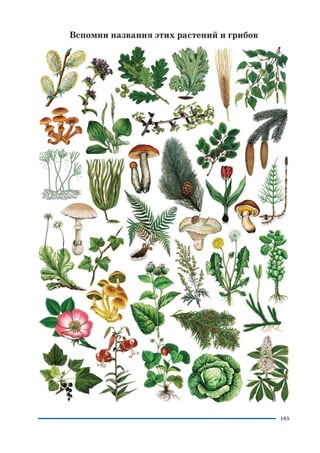 165
Вспомни названия этих растений и грибов
 