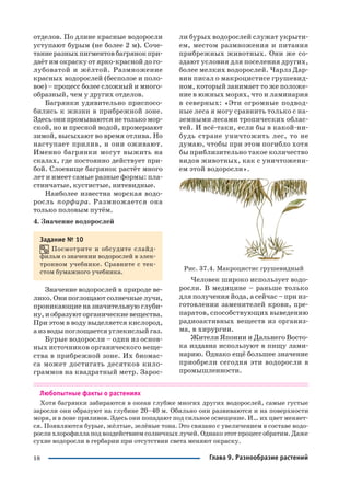 18
отделов. По длине красные водоросли
уступают бурым (не более 2 м). Соче
тание разных пигментов багрянок при
даёт им окраску от ярко красной до го
лубоватой и жёлтой. Размножение
красных водорослей (бесполое и поло
вое) – процесс более сложный и много
образный, чем у других отделов.
Багрянки удивительно приспосо
бились к жизни в прибрежной зоне.
Здесь они промываются не только мор
ской, но и пресной водой, промерзают
зимой, высыхают во время отлива. Но
наступает прилив, и они оживают.
Именно багрянки могут выжить на
скалах, где постоянно действует при
бой. Слоевище багрянок растёт много
лет и имеет самые разные формы: пла
стинчатые, кустистые, нитевидные.
Наиболее известна морская водо
росль порфира. Размножается она
только половым путём.
4. Значение водорослей
Задание № 10
Посмотрите и обсудите слайд
фильм о значении водорослей в элек
тронном учебнике. Сравните с тек
стом бумажного учебника.
Значение водорослей в природе ве
лико. Они поглощают солнечные лучи,
проникающие на значительную глуби
ну, и образуют органические вещества.
При этом в воду выделяется кислород,
а из воды поглощается углекислый газ.
Бурые водоросли – один из основ
ных источников органического веще
ства в прибрежной зоне. Их биомас
са может достигать десятков кило
граммов на квадратный метр. Зарос
ли бурых водорослей служат укрыти
ем, местом размножения и питания
прибрежных животных. Они же со
здают условия для поселения других,
более мелких водорослей. Чарлз Дар
вин писал о макроцистисе грушевид
ном, который занимает то же положе
ние в южных морях, что и ламинария
в северных: «Эти огромные подвод
ные леса я могу сравнить только с на
земными лесами тропических облас
тей. И всё таки, если бы в какой ни
будь стране уничтожить лес, то не
думаю, чтобы при этом погибло хотя
бы приблизительно такое количество
видов животных, как с уничтожени
ем этой водоросли».
Рис. 37.4. Макроцистис грушевидный
Человек широко использует водо
росли. В медицине – раньше только
для получения йода, а сейчас – при из
готовлении заменителей крови, пре
паратов, способствующих выведению
радиоактивных веществ из организ
ма, в хирургии.
Жители Японии и Дальнего Восто
ка издавна используют в пищу лами
нарию. Однако ещё большее значение
приобрели сегодня эти водоросли в
промышленности.
Любопытные факты о растениях
Хотя багрянки забираются в океан глубже многих других водорослей, самые густые
заросли они образуют на глубине 20–40 м. Обильно они развиваются и на поверхности
моря, и в зоне приливов. Здесь они попадают под сильное освещение. И… их цвет меняет
ся. Появляются бурые, жёлтые, зелёные тона. Это связано с увеличением в составе водо
росли хлорофилла под воздействием солнечных лучей. Однако этот процесс обратим. Даже
сухие водоросли в гербарии при отсутствии света меняют окраску.
Глава 9. Разнообразие растений
 