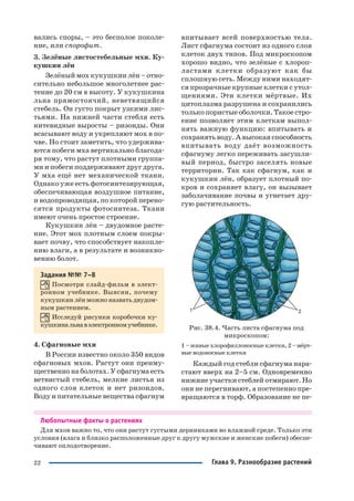 22
вались споры, – это бесполое поколе
ние, или спорофит.
3. Зелёные листостебельные мхи. Ку
кушкин лён
Зелёный мох кукушкин лён – отно
сительно небольшое многолетнее рас
тение до 20 см в высоту. У кукушкина
льна прямостоячий, неветвящийся
стебель. Он густо покрыт узкими лис
тьями. На нижней части стебля есть
нитевидные выросты – ризоиды. Они
всасывают воду и укрепляют мох в по
чве. Но стоит заметить, что удержива
ются побеги мха вертикально благода
ря тому, что растут плотными группа
ми и побеги поддерживают друг друга.
У мха ещё нет механической ткани.
Однако уже есть фотосинтезирующая,
обеспечивающая воздушное питание,
и водопроводящая, по которой перено
сятся продукты фотосинтеза. Ткани
имеют очень простое строение.
Кукушкин лён – двудомное расте
ние. Этот мох плотным слоем покры
вает почву, что способствует накопле
нию влаги, а в результате и возникно
вению болот.
Задания №№ 7–8
Посмотри слайд фильм в элект
ронном учебнике. Выясни, почему
кукушкин лён можно назвать двудом
ным растением.
Исследуй рисунки коробочки ку
кушкинальнавэлектронномучебнике.
4. Сфагновые мхи
В России известно около 350 видов
сфагновых мхов. Растут они преиму
щественно на болотах. У сфагнума есть
ветвистый стебель, мелкие листья из
одного слоя клеток и нет ризоидов.
Воду и питательные вещества сфагнум
впитывает всей поверхностью тела.
Лист сфагнума состоит из одного слоя
клеток двух типов. Под микроскопом
хорошо видно, что зелёные с хлороп
ластами клетки образуют как бы
сплошную сеть. Между ними находят
ся прозрачные крупные клетки с утол
щениями. Эти клетки мёртвые. Их
цитоплазма разрушена и сохранились
только пористые оболочки. Такое стро
ение позволяет этим клеткам выпол
нять важную функцию: впитывать и
сохранять воду. А высокая способность
впитывать воду даёт возможность
сфагнуму легко переживать засушли
вый период, быстро заселять новые
территории. Так как сфагнум, как и
кукушкин лён, образует плотный по
кров и сохраняет влагу, он вызывает
заболачивание почвы и угнетает дру
гую растительность.
Рис. 38.4. Часть листа сфагнума под
микроскопом:
1 – живые хлорофиллоносные клетки, 2 – мёрт
вые водоносные клетки
Каждый год стебли сфагнума нара
стают вверх на 2–5 см. Одновременно
нижние участки стеблей отмирают. Но
они не перегнивают, а постепенно пре
вращаются в торф. Образование не пе
Любопытные факты о растениях
Для мхов важно то, что они растут густыми дернинками во влажной среде. Только эти
условия (влага и близко расположенные друг к другу мужские и женские побеги) обеспе
чивают оплодотворение.
Глава 9. Разнообразие растений
 