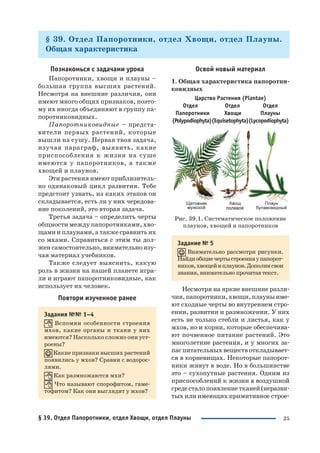 25
§ 39. Отдел Папоротники, отдел Хвощи, отдел Плауны.
Общая характеристика
Познакомься с задачами урока
Папоротники, хвощи и плауны –
большая группа высших растений.
Несмотря на внешние различия, они
имеют много общих признаков, поэто
му их иногда объединяют в группу па
поротниковидных.
Папоротниковидные – предста
вители первых растений, которые
вышли на сушу. Первая твоя задача,
изучая параграф, выявить, какие
приспособления к жизни на суше
имеются у папоротников, а также
хвощей и плаунов.
Эти растения имеют приблизитель
но одинаковый цикл развития. Тебе
предстоит узнать, из каких этапов он
складывается, есть ли у них чередова
ние поколений, это вторая задача.
Третья задача – определить черты
общности между папоротниками, хво
щами и плаунами, а также сравнить их
со мхами. Справиться с этим ты дол
жен самостоятельно, внимательно изу
чая материал учебников.
Также следует выяснить, какую
роль в жизни на нашей планете игра
ли и играют папоротниковидные, как
использует их человек.
Повтори изученное ранее
Задания №№ 1–4
Вспомни особенности строения
мхов, какие органы и ткани у них
имеются? Насколько сложно они уст
роены?
Какие признаки высших растений
появились у мхов? Сравни с водорос
лями.
Как размножаются мхи?
Что называют спорофитом, гаме
тофитом? Как они выглядят у мхов?
Освой новый материал
1. Общая характеристика папоротни
ковидных
Царство Растения (Plantae)
Отдел Отдел Отдел
Папоротники Хвощи Плауны
(Polypodiophyta)(Equisetophyta)(Lycopodiophyta)
Рис. 39.1. Систематическое положение
плаунов, хвощей и папоротников
Задание № 5
Внимательно рассмотри рисунки.
Найдиобщиечертыстроенияупапорот
ников,хвощейиплаунов.Дополнисвои
знания, внимательно прочитав текст.
Несмотря на яркие внешние разли
чия,папоротники,хвощи,плауныиме
ют сходные черты во внутреннем стро
ении, развитии и размножении. У них
есть не только стебли и листья, как у
мхов, но и корни, которые обеспечива
ют почвенное питание растений. Это
многолетние растения, и у многих за
паспитательныхвеществоткладывает
ся в корневищах. Некоторые папорот
ники живут в воде. Но в большинстве
это – сухопутные растения. Одним из
приспособлений к жизни в воздушной
средесталопоявлениетканей(неразви
тых или имеющих примитивное строе
§ 39. Отдел Папоротники, отдел Хвощи, отдел Плауны
 