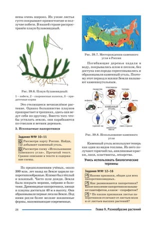 28
нены очень широко. Их узкие листья
густо покрывают прямостоячие и пол
зучие побеги. В нашей стране распрос
транён плаун булавовидный.
Рис. 39.6. Плаун булавовидный:
1 – побеги, 2 – спороносные колоски, 3 – при
даточные корни
Это стелющееся вечнозелёное рас
тение. Однако большинство плаунов
произрастает в тропиках, здесь они ве
дут себя по другому. Вместо того что
бы устилать землю, они карабкаются
по стволам и ветвям деревьев.
5. Ископаемые папоротники
Задания №№ 10–11
Рассмотри карту России. Найди,
где добывают каменный уголь.
Рассмотри схему «Использование
каменного угля». Прочитай текст.
Сравни описание в тексте и содержа
ние схемы.
По предположениям учёных, около
300 млн. лет назад на Земле царили па
поротникообразные.Климатбылтёплый
и влажный. Часто шли дожди. Земля
была покрыта морями, озёрами и боло
тами.Древовидныепапоротники,хвощи
и плауны достигали 40 м в высоту. Они
образовывалипервыелесанаЗемле.Под
ними росли более мелкие жизненные
формы, напоминающие современные.
Рис. 39.7. Месторождения каменного
угля в России
Погибающие деревья падали в
воду, покрывались илом и песком, без
доступа кислорода спрессовывались и
образовывали каменный уголь. Поэто
му этот период в жизни Земли называ
ют каменноугольным.
Рис. 39.8. Использование каменного
угля
Каменныйугольиспользуюттеперь
как один из видов топлива. Из него по
лучают горючий газ, анилиновые крас
ки, лаки, пластмассы, лекарства.
Учись использовать биологические
термины
Задания №№ 12–16
Назови признаки, общие для всех
папоротниковидных.
Как размножаются папоротники?
Какоепоколениепапоротниковназыва
ютгаметофитом,акакое–спорофитом?
* По каким признакам листья па
поротников отличают от листьев мхов
и от листьев высших растений?
Глава 9. Разнообразие растений
 