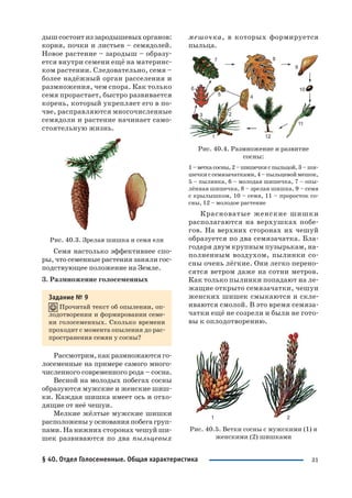 31
дыш состоит из зародышевых органов:
корня, почки и листьев – семядолей.
Новое растение – зародыш – образу
ется внутри семени ещё на материнс
ком растении. Следовательно, семя –
более надёжный орган расселения и
размножения, чем спора. Как только
семя прорастает, быстро развивается
корень, который укрепляет его в по
чве, расправляются многочисленные
семядоли и растение начинает само
стоятельную жизнь.
Рис. 40.3. Зрелая шишка и семя ели
Семя настолько эффективнее спо
ры, что семенные растения заняли гос
подствующее положение на Земле.
3. Размножение голосеменных
Задание № 9
Прочитай текст об опылении, оп
лодотворении и формировании семе
ни голосеменных. Сколько времени
проходит с момента опыления до рас
пространения семян у сосны?
Рассмотрим, как размножаются го
лосеменные на примере самого много
численного современного рода – сосна.
Весной на молодых побегах сосны
образуются мужские и женские шиш
ки. Каждая шишка имеет ось и отхо
дящие от неё чешуи.
Мелкие жёлтые мужские шишки
расположены у основания побега груп
пами. На нижних сторонах чешуй ши
шек развиваются по два пыльцевых
мешочка, в которых формируется
пыльца.
Рис. 40.4. Размножение и развитие
сосны:
1–веткасосны,2–шишечкиспыльцой,3– ши
шечкиссемязачатками,4–пыльцевоймешок,
5 – пылинка, 6 – молодая шишечка, 7 – опы
лённая шишечка, 8 – зрелая шишка, 9 – семя
с крылышком, 10 – семя, 11 – проросток со
сны, 12 – молодое растение
Красноватые женские шишки
располагаются на верхушках побе
гов. На верхних сторонах их чешуй
образуется по два семязачатка. Бла
годаря двум крупным пузырькам, на
полненным воздухом, пылинки со
сны очень лёгкие. Они легко перено
сятся ветром даже на сотни метров.
Как только пылинки попадают на ле
жащие открыто семязачатки, чешуи
женских шишек смыкаются и скле
иваются смолой. В это время семяза
чатки ещё не созрели и были не гото
вы к оплодотворению.
Рис. 40.5. Ветки сосны с мужскими (1) и
женскими (2) шишками
§ 40. Отдел Голосеменные. Общая характеристика
 