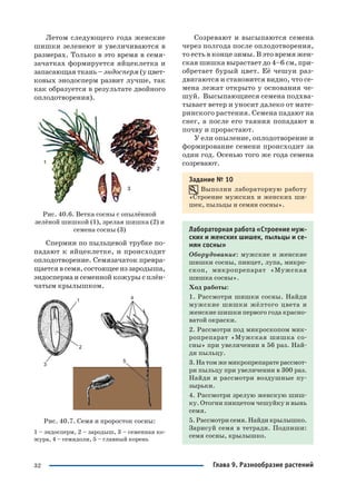 32
Летом следующего года женские
шишки зеленеют и увеличиваются в
размерах. Только в это время в семя
зачатках формируется яйцеклетка и
запасающая ткань – эндосперм (у цвет
ковых энодосперм развит лучше, так
как образуется в результате двойного
оплодотворения).
Рис. 40.6. Ветка сосны с опылённой
зелёной шишкой (1), зрелая шишка (2) и
семена сосны (3)
Спермии по пыльцевой трубке по
падают к яйцеклетке, и происходит
оплодотворение. Семязачаток превра
щаетсявсемя,состоящееиззародыша,
эндосперма и семенной кожуры с плён
чатым крылышком.
Рис. 40.7. Семя и проросток сосны:
1 – эндосперм, 2 – зародыш, 3 – семенная ко
жура, 4 – семядоли, 5 – главный корень
Созревают и высыпаются семена
через полгода после оплодотворения,
то есть в конце зимы. В это время жен
ская шишка вырастает до 4–6 см, при
обретает бурый цвет. Её чешуи раз
двигаются и становится видно, что се
мена лежат открыто у основания че
шуй. Высыпающиеся семена подхва
тывает ветер и уносит далеко от мате
ринского растения. Семена падают на
снег, а после его таяния попадают в
почву и прорастают.
У ели опыление, оплодотворение и
формирование семени происходит за
один год. Осенью того же года семена
созревают.
Задание № 10
Выполни лабораторную работу
«Строение мужских и женских ши
шек, пыльцы и семян сосны».
Лабораторная работа «Строение муж
ских и женских шишек, пыльцы и се
мян сосны»
Оборудование: мужские и женские
шишки сосны, пинцет, лупа, микро
скоп, микропрепарат «Мужская
шишка сосны».
Ход работы:
1. Рассмотри шишки сосны. Найди
мужские шишки жёлтого цвета и
женские шишки первого года красно
ватой окраски.
2. Рассмотри под микроскопом мик
ропрепарат «Мужская шишка со
сны» при увеличении в 56 раз. Най
ди пыльцу.
3. На том же микропрепарате рассмот
ри пыльцу при увеличении в 300 раз.
Найди и рассмотри воздушные пу
зырьки.
4. Рассмотри зрелую женскую шиш
ку. Отогни пинцетом чешуйку и вынь
семя.
5. Рассмотри семя. Найди крылышко.
Зарисуй семя в тетради. Подпиши:
семя сосны, крылышко.
Глава 9. Разнообразие растений
 