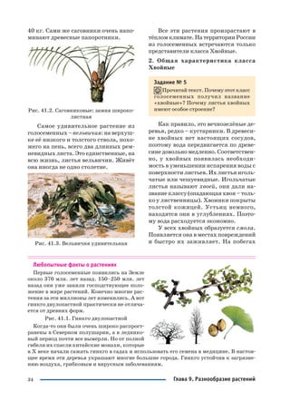 34
40 кг. Сами же саговники очень напо
минают древесные папоротники.
Рис. 41.2. Саговниковые: замия широко
листная
Самое удивительное растение из
голосеменных – вельвичия: на верхуш
ке её низкого и толстого ствола, похо
жего на пень, всего два длинных рем
невидных листа. Это единственные, на
всю жизнь, листья вельвичии. Живёт
она иногда не одно столетие.
Рис. 41.3. Вельвичия удивительная
Все эти растения произрастают в
тёпломклимате.НатерриторииРоссии
из голосеменных встречаются только
представители класса Хвойные.
2. Общая характеристика класса
Хвойные
Задание № 5
Прочитай текст. Почему этоткласс
голосеменных получил название
«хвойные»? Почему листья хвойных
имеют особое строение?
Как правило, это вечнозелёные де
ревья, редко – кустарники. В древеси
не хвойных нет настоящих сосудов,
поэтому вода передвигается по древе
сине довольно медленно. Соответствен
но, у хвойных появилась необходи
мость в уменьшении испарения воды с
поверхности листьев. Их листья иголь
чатые или чешуевидные. Игольчатые
листья называют хвоей, они дали на
звание классу (опадающая хвоя – толь
ко у лиственницы). Хвоинки покрыты
толстой кожицей. Устьиц немного,
находятся они в углублениях. Поэто
му вода расходуется экономно.
У всех хвойных образуется смола.
Появляется она в местах повреждений
и быстро их заживляет. На побегах
Любопытные факты о растениях
Первые голосеменные появились на Земле
около 370 млн. лет назад. 150–250 млн. лет
назад они уже заняли господствующее поло
жение в мире растений. Конечно многие рас
тения за эти миллионы лет изменились. А вот
гинкго двулопастной практически не отлича
ется от древних форм.
Рис. 41.1. Гинкго двулопастной
Когда то они были очень широко распрост
ранены в Северном полушарии, а в леднико
вый период почти все вымерли. Но от полной
гибели их спасли китайские монахи, которые
в Х веке начали сажать гинкго в садах и использовать его семена в медицине. В настоя
щее время эти деревья украшают многие большие города. Гинкго устойчив к загрязне
нию воздуха, грибковым и вирусным заболеваниям.
Глава 9. Разнообразие растений
 