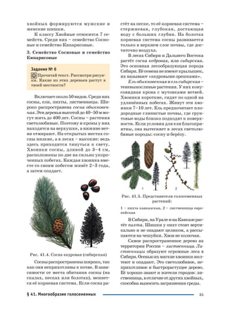 35
хвойных формируются мужские и
женские шишки.
К классу Хвойные относится 7 се
мейств. Среди них – семейство Сосно
вые и семейство Кипарисовые.
3. Семейство Сосновые и семейство
Кипарисовые
Задание № 6
Прочитай текст. Рассмотри рисун
ки. Какие из этих деревьев растут в
твоей местности?
Включаетоколо50видов.Срединих
сосны, ели, пихты, лиственницы. Ши
роко распространена сосна обыкновен
ная.Этидеревьявысотойдо40–50ммо
гут жить до 400 лет. Сосны – растения
светолюбивые. Поэтому и кроны у них
находятся на верхушке, а нижние вет
ви отмирают. На открытых местах со
сны низкие, а в лесах – высокие: ведь
здесь приходится тянуться к свету.
Хвоинки сосны, длиной до 3–4 см,
расположены по две на сильно укоро
ченных побегах. Каждая хвоинка вме
сте со своим побегом живёт 2–3 года,
а затем опадает.
Рис. 41.4. Сосна кедровая (сибирская)
Сосныраспространенышироко,так
как они неприхотливы к почве. В зави
симости от места обитания сосны (на
скалах, песках или болотах), меняет
ся её корневая система. Если сосна ра
стёт на песке, то её корневая система –
стержневая, глубокая, достающая
воду с больших глубин. На болотах
корневая система сосны развивается
только в верхнем слое почвы, где дос
таточно воздуха.
В лесах Сибири и Дальнего Востока
растёт сосна кедровая, или сибирская.
Это основная лесообразующая порода
Сибири.Еёсеменанеимеюткрылышек,
их называют «кедровыми орешками».
Ельобыкновеннаяиельсибирская–
теневыносливые растения. У них кону
совидная крона с мутовками ветвей.
Хвоинки короткие, сидят по одной на
удлинённых побегах. Живут эти хво
инки 7–10 лет. Ель предпочитает пло
дородные глинистые почвы, где грун
товые воды близко подходят к поверх
ности. Если условия для ели благопри
ятны, она вытесняет в лесах светолю
бивые породы: сосну и берёзу.
Рис. 41.5. Представители голосеменных
растений:
1 – пихта кавказская, 2 – лиственница евро
пейская
ВСибири,наУралеинаКавказерас
тёт пихта. Шишки у пихт стоят верти
кально и не опадают целиком, а рассы
паются на чешуйки. Хвоя не колючая.
Самое распространенное дерево на
территории России – лиственница. Ли
ственницы образуют огромные леса в
Сибири.Осеньюихмягкиехвоинкижел
теют и опадают. Это светолюбивое, не
прихотливое и быстрорастущее дерево.
Её хорошо знают и жители городов: ли
ственница,вотличиеотдругиххвойных,
способна выносить загрязнения среды.
§ 41. Многообразие голосеменных
 