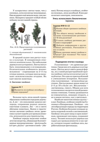 36
У кипарисовых листья чаще, чем у
сосновых,хотяиневсегдачешуевидные.
Онииспаряютещёменьшеводы,чемхво
инки. Кипарисы придают особый облик
пейзажу на юге нашей страны.
Рис. 41.6. Представители голосеменных
растений:
1–кипарисобыкновенный,2–можжевельник
обыкновенный
В средней полосе они растут толь
ко в культуре. К кипарисовым отно
сится и можжевельник. Это небольшие
деревья или кустарники. Листья могут
быть чешуевидными и игловидными.
Отличительная особенность можже
вельников – созревающие на 2–3 год
сочные шишки, которые иногда назы
вают можжевеловыми ягодами. Их
едят многие животные.
4. Значение хвойных
Задание № 7
Являются ли хвойные лесообразу
ющими породами?
Большая часть лесов нашей страны
образованахвойнымипородамидеревь
ев. А лес – это пополнение запасов кис
лорода, сохранение водных запасов,
смягчение климата. Лес – это и место
обитания животных. Важно и практи
ческое значение хвойных лесов: древе
синаслужитсырьёмдляпромышленно
сти, используется для строительства.
Хвойные породы выделяют особые
летучиевещества,убивающиеболезнет
ворные микроорганизмы – фитонциды
(отгреч.phyton–растениеиcaedo–уби
ваю). Потому воздух в хвойных, особен
нососновых,лесахцелебный.Внихрас
полагают санатории, пансионаты.
Учись использовать биологические
термины
Задания №№ 8–12
Назови общие признаки хвойных
растений.
Что общего между хвойными и
другими голосеменными растения
ми? В чём различия?
О каких хвойных растениях рас
сказано в параграфе?
Найдите информацию о других
хвойных растениях. Расскажите о
них в классе.
Какое значение имеют хвойные в
природе? Для человека? Что такое
фитонциды?
Подведение итогов и выводы
Голосеменные – это древесные рас
тения.Срединихестьдеревьяикустар
ники. Листья могут иметь разную фор
му, но у самой распространённой груп
пы хвойных листья игольчатые или че
шуйчатые.Этоодноизприспособлений
к уменьшению испарения. Большин
ство голосеменных – вечнозелёные ра
стения. Листья разных видов живут от
2–3 до 10 и более лет. Исключения –
лиственница, гинкго. Общим для всех
голосеменных является способ размно
жения семенами. Семена развиваются
из семязачатков, лежащих открыто, а
не в завязи пестика, как у цветковых.
Наиболее многочисленная группа –
класс Хвойные, особенно семейства Со
сновые и Кипарисовые. Хвойные – это
лесообразующиепородынатерритории
России.Особеннобольшиеплощадиза
няты кедровой сосной и лиственницей.
Хвойныелесадаютпищуикровживот
ным, производят кислород, сохраняют
влагу. Человек использует деревья как
сырьё для промышленности и как сре
ду, которую создают хвойные леса, вы
рабатывающие фитонциды.
 