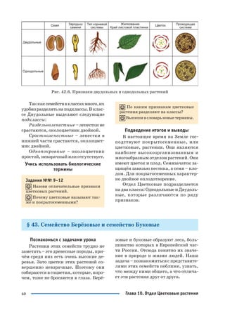 40
Таккаксемействвклассахмного,их
удобноразделятьнаподклассы.В клас
се Двудольные выделяют следующие
подклассы:
Раздельнолепестные – лепестки не
срастаются, околоцветник двойной.
Сростнолепестные – лепестки в
нижней части срастаются, околоцвет
ник двойной.
Однопокровные – околоцветник
простой, невзрачный или отсутствует.
Учись использовать биологические
термины
Задания №№ 9–12
Назови отличительные признаки
цветковых растений.
Почему цветковые называют так
же и покрытосеменными?
По каким признакам цветковые
растения разделяют на классы?
Выпишивсловарьновыетермины.
Подведение итогов и выводы
В настоящее время на Земле гос
подствуют покрытосеменные, или
цветковые, растения. Они являются
наиболее высокоорганизованным и
многообразным отделом растений. Они
имеют цветок и плод. Семязачаток за
щищён завязью пестика, а семя – пло
дом. Для покрытосеменных характер
но двойное оплодотворение.
Отдел Цветковые подразделяется
на два класса: Однодольные и Двудоль
ные, которые различаются по ряду
признаков.
§ 43. Семейство Берёзовые и семейство Буковые
Рис. 42.6. Признаки двудольных и однодольных растений
Познакомься с задачами урока
Растения этих семейств трудно не
заметить – это древесные породы, при
чём среди них есть очень высокие де
ревья. Зато цветки этих растений со
вершенно невзрачные. Поэтому они
собираются в соцветия, которые, впро
чем, тоже не бросаются в глаза. Берё
зовые и буковые образуют леса, боль
шинство которых в Европейской час
ти России. Отсюда понятно их значе
ние в природе и жизни людей. Наша
задача – познакомиться с представите
лями этих семейств поближе, узнать,
что между ними общего, а что отлича
ет эти растения друг от друга.
Глава 10. Отдел Цветковые растения
 