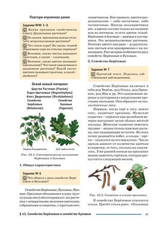41
Повтори изученное ранее
Задания №№ 1–5
Какие признаки свойственны
классу Двудольные растения?
По каким признакам можно отли
чить ветроопыляемые растения?
Что такое кора? Из каких тканей
образована кора на стволах деревьев?
Вспомни, какие листья называют
простыми, а какие – сложными.
Вспомни, какие цветки называют
однополыми? Что такое однодомные и
двудомные растения? Какой около
цветник называют простым, а какой –
двойным?
Освой новый материал
Царство Растения (Plantae)
Отдел Цветковые (Magnoliophyta)
Класс Двудольные (Dicotyledones)
Семейство Семейство
Берёзовые Буковые
(Betulaceae) (Fagaceae)
Рис. 43.1. Систематическое положение
берёзовых и буковых
1. Общая характеристика
Задание № 6
Что общего у двух семейств: Берё
зовые и Буковые?
СемействоБерёзовые,Буковые,Иво
вые, Ореховые объединяют в одну груп
пу(подкласс)однопокровных:эторасте
ния с невзрачными мелкими цветками,
собранными в соцветия, с простым око
лоцветником. Как правило, цветки раз
дельнополые – либо пестичные, либо
тычиночные. Иногда околоцветника
нет,ацветоксостоиттолькоизтычинок
или из пестиков, то есть цветок голый.
Берёзовыеибуковые–деревьяикустар
ники. Это ветроопыляемые растения.
Поэтому цветут они рано – до распуска
ния листьев или одновременно с их по
явлением.Рассмотримособенностидвух
семейств: Берёзовые и Буковые.
2. Семейство Берёзовые
Задание № 7
Прочитай текст. Поделись соб
ственными наблюдениями.
Семейство Берёзовые включает в
себя род Берёза, род Ольха, род Ореш
ник, род Ива и др. Это однодомные де
ревья и кустарники с некрупными про
стыми листьями. Они образуют мелко
лиственные леса.
Первым, когда ещё в лесу лежит
снег, зацветает орешник. Мужские
соцветия – серёжки при малейшем ве
терке высыпают целое облако жёлтой
пыльцы. Женские соцветия заметить
труднее – видны только красные рыль
ца, выглядывающие из почек. Из этих
почек разовьётся побег, а плоды – оре
хи – окажутся на его верхушке. Число
орехов зависит от количества цветков
в соцветии, от того, сколько их опыли
лось. Уже ранней осенью на орешнике
можно заметить серёжки, которые рас
пустятся следующей весной.
Рис. 43.2. Соцветия и плоды орешника
К семейству Берёзовые относится
ольха. Цветёт ольха рано. «Ольховые
§ 43. Семейство Берёзовые и семейство Буковые
 