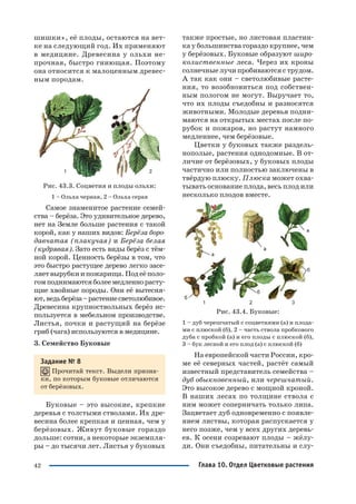 42
шишки», её плоды, остаются на вет
ке на следующий год. Их применяют
в медицине. Древесина у ольхи не
прочная, быстро гниющая. Поэтому
она относится к малоценным древес
ным породам.
Рис. 43.3. Соцветия и плоды ольхи:
1 – Ольха черная, 2 – Ольха серая
Самое знаменитое растение семей
ства – берёза. Это удивительное дерево,
нет на Земле больше растения с такой
корой, как у наших видов: Берёза боро
давчатая (плакучая) и Берёза белая
(кудрявая). Зато есть виды берёз с тём
ной корой. Ценность берёзы в том, что
это быстро растущее дерево легко засе
ляетвырубкиипожарища.Подеёполо
гомподнимаютсяболеемедленнорасту
щие хвойные породы. Они её вытесня
ют,ведьберёза–растениесветолюбивое.
Древесина крупноствольных берёз ис
пользуется в мебельном производстве.
Листья, почки и растущий на берёзе
гриб (чага) используются в медицине.
3. Семейство Буковые
Задание № 8
Прочитай текст. Выдели призна
ки, по которым буковые отличаются
от берёзовых.
Буковые – это высокие, крепкие
деревья с толстыми стволами. Их дре
весина более крепкая и ценная, чем у
берёзовых. Живут буковые гораздо
дольше: сотни, а некоторые экземпля
ры – до тысячи лет. Листья у буковых
также простые, но листовая пластин
ка у большинства гораздо крупнее, чем
у берёзовых. Буковые образуют широ
колиственные леса. Через их кроны
солнечные лучи пробиваются с трудом.
А так как они – светолюбивые расте
ния, то возобновиться под собствен
ным пологом не могут. Выручает то,
что их плоды съедобны и разносятся
животными. Молодые деревья подни
маются на открытых местах после по
рубок и пожаров, но растут намного
медленнее, чем берёзовые.
Цветки у буковых также раздель
нополые, растения однодомные. В от
личие от берёзовых, у буковых плоды
частично или полностью заключены в
твёрдую плюску. Плюска может охва
тывать основание плода, весь плод или
несколько плодов вместе.
Рис. 43.4. Буковые:
1 – дуб черешчатый с соцветиями (а) и плода
ми с плюской (б), 2 – часть ствола пробкового
дуба с пробкой (а) и его плоды с плюской (б),
3 – бук лесной и его плод (а) с плюской (б)
На европейской части России, кро
ме её северных частей, растёт самый
известный представитель семейства –
дуб обыкновенный, или черешчатый.
Это высокое дерево с мощной кроной.
В наших лесах по толщине ствола с
ним может соперничать только липа.
Зацветает дуб одновременно с появле
нием листвы, которая распускается у
него позже, чем у всех других деревь
ев. К осени созревают плоды – жёлу
ди. Они съедобны, питательны и слу
Глава 10. Отдел Цветковые растения
 