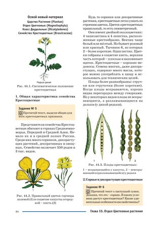 44
Освой новый материал
Царство Растения (Plantae)
Отдел Цветковые (Magnoliophyta)
Класс Двудольные (Dicotyledones)
Семейство Крестоцветные (Brassicaceae)
Рис. 44.1. Систематическое положение
крестоцветных
1. Общая характеристика семейства
Крестоцветные
Задание № 5
Прочитай текст, выдели общие для
всех крестоцветных признаки.
Представители семейства Крестоц
ветные обитают в странах Средиземно
морья, Передней и Средней Азии. Не
мало их и в средней полосе России.
Среди них много сорняков, дикорасту
щих растений, декоративных и овощ
ных. Семейство включает 350 родов и
3 тыс. видов.
Рис. 44.2. Правильный цветок горчицы
полевой (1) и соцветие капусты огород
ной – кисть (2)
Будь то сорняки или декоративные
растения,крестоцветныелегкоузнатьпо
строениюцветка.Цветоккрестоцветных
правильный, то есть симметричный.
Они имеют двойной околоцветник:
4 чашелистика и 4 лепестка, располо
женные крестообразно. Венчик чаще
белый или жёлтый. Но бывает розовый
или красный. Тычинок 6, из которых
2 – более короткие. Один пестик. Цвет
ки собраны в соцветие кисть, верхняя
часть которой – плоская и напоминает
щиток. Крестоцветные – хорошие ме
доносы. Семена многих, даже дикора
стущих, содержат много масла, кото
рое можно употреблять в пищу и ис
пользовать для технических целей.
Плоды более разнообразны: струч
ки или стручочки (более короткие).
Когда плоды вскрываются, хорошо
видна перегородка между створками.
Но у некоторых видов плоды не вскры
вающиеся, а разламывающиеся на
дольки (у дикой редьки).
Рис. 44.3. Плоды крестоцветных:
1 – вскрывающийся у капусты, 2 – невскры
вающийся (разламывающийся) у редьки
2.Сорныеидикорастущиекрестоцветные
Задание № 6
Прочитай текст о пастушьей сумке.
Докажи,чтоэто–сорняк.Вкакихусло
виях растут крестоцветные? Какие уди
вительныеособенностиимсвойственны?
Глава 10. Отдел Цветковые растения
 