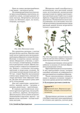 45
Один из самых распространённых
у нас видов – пастушья сумка.
Этоназваниерастениеполучилоиз
за треугольной формы стручочков, по
хожей на сумки, которые раньше но
сили пастухи. Встречается пастушья
сумка на обочинах дорог, на полях,
огородах, пустырях.
Рис. 44.4. Пастушья сумка
Это невысокое растение с кистью
мелких белых цветков. Причём в вер
хней части соцветия весь вегатацион
ный период образуются новые бутоны.
Поэтому в соцветии можно одновре
менно обнаружить и бутоны, и цвет
ки, и плоды, и перегородки, оставши
еся от раскрытых плодов. Цветёт пас
тушья сумка с апреля до поздней осе
ни. Зимует с зелёными листьями,
цветками и незрелыми плодами. За
лето один экземпляр растения даёт до
73 тыс. семян! Причём высыпавшие
семена сразу прорастают, и вскоре мо
лодые растения тоже образуют семе
на. За одно лето пастушья сумка даёт
до 3–4 поколений.
Для неё характерна «разнолист
ность»: верхние листья – цельные, а
нижние, розеточные, – рассечённые.
К сорным крестоцветным отно
сятся сурепка и сурепица, дикая редь
ка, икотник, ярутка, желтушник.
Дикую редьку легко узнать по разла
мывающимся стручкам, ярутку – по
форме плода, икотник – по серо зелё
ным листьям.
Интересны своей способностью к
нетипичному для растений нашей
зоны вегетативному размножению
дикорастущие не сорные крестоцвет
ные растения рода Сердечник и рода
Зубянка. Сердечник встречается в сы
рых местах. Размножается он не толь
ко семенами, но и листьями: этот спо
соб вегетативного размножения среди
растений нашей полосы встречается
только у сердечника.
Рис. 44.5. Сердечник с придаточными поч
ками на листьях (1) и зубянка с выводко
выми почками в пазухах листьев (2)
В широколиственных лесах растёт
зубянка: в пазухах её листьев образу
ются выводковые почки.
Крестоцветныерастутивпустынях.
У них причудливые плоды, которые
способны скользить по поверхности и
распространяться подобным образом.
Такая «многоплановая» специали
зация к разным условиям говорит о
высоком уровне развития семейства.
3. Культурные растения семейства
Задание № 7
Прочитай текст. Перечисли крес
тоцветные, которые используются
человеком.
Декоративные растения из семей
ства Крестоцветные чаще выращивают
не столько для красоты, сколько ради
§ 44. Семейство Крестоцветные
 