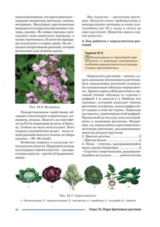 46
запаха(вспомним,чтокрестоцветные–
хорошие медоносы): маттиола, левкои,
вечерница. Некоторые крестоцветные
введенывкультурукакмасличные:гор
чица, рыжик. Из семян горчицы изго
товляют всем известную приправу, а
также горчичники. В качестве припра
вы используют и корни хрена. Он же –
ценноелекарственноерастение,которое
используют для лечения цинги.
Рис. 44.6. Вечерница
Лекарственными свойствами об
ладают и некоторые корнеплоды, на
пример, редька. Задолго до картофе
ля на Руси выращивали репу и брюк
ву. Сейчас их мало используют. Зато
широко употребляют редис – наш са
мый ранний овощ (от посева до сбора
урожая – 30–40 дней).
Особенно широко в культуре ис
пользуется капуста. Прародительница
культурных сортов капусты – дикора
стущая капуста – растёт в Средиземно
морье.
Все капусты – двулетние расте
ния. Капуста очень требовательна к
минеральному питанию и очень вла
голюбива (до 10 л воды в сутки на
одно растение). Известно много сор
тов капусты.
4. Как работать с определителем рас
тений
Задание № 8
Познакомься со структурой опре
делителя. С помощью электронного
учебника определи несколько дикора
стущих крестоцветных.
Определить растение – значит, уз
нать название незнакомого растения.
Для определения растений составле
ны специальные таблицы определите
ли. Держи перед собой растение и на
чинай чтение таблицы со строчек с
цифрой 1 и знаком (–). Выбери тот
признак, который подходит твоему
растению, посмотри, какая цифра сто
ит справа в этой же строке. Переходи
на строчку, помеченную этой цифрой.
Продолжай до тех пор, пока не подой
дёшь к названию растения. Напри
мер, ты определяешь крестоцветное с
жёлтыми цветками, разламывающи
мися на дольки стручком:
1. Цветки жёлтые . . . . . . . . . . . . . . . .2
– Цветки белые . . . . . . . . . . . . . . . . . .4
2. Плод – стручок, раскрывающийся
вдоль двумя створками . . . . . . . . . . . .3
– Стручок с перетяжками, разламыва
ющийся на дольки . . . . . редька дикая
Рис. 44.7. Сорта капусты:
1 – белокочанная, 2 – краснокочанная, 3 – пекинская, 4 – савойская, 5 – кольраби, 6 – цветная
Глава 10. Отдел Цветковые растения
 